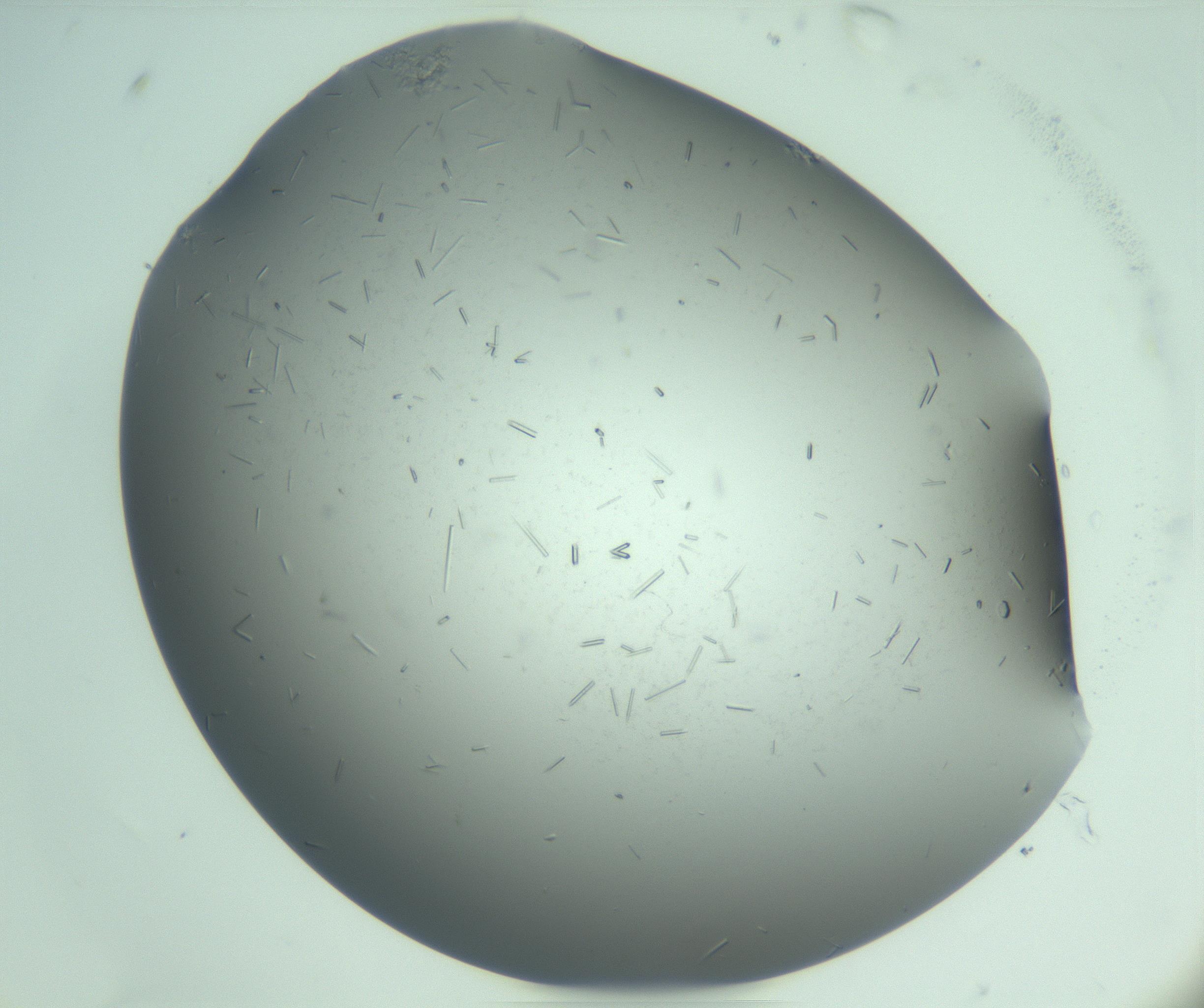 RI01_03_000_0212_Proj1_Clon1_MC_0000MC103280_003_170217_08_07_01_00_99_002_001_RAI.jpg