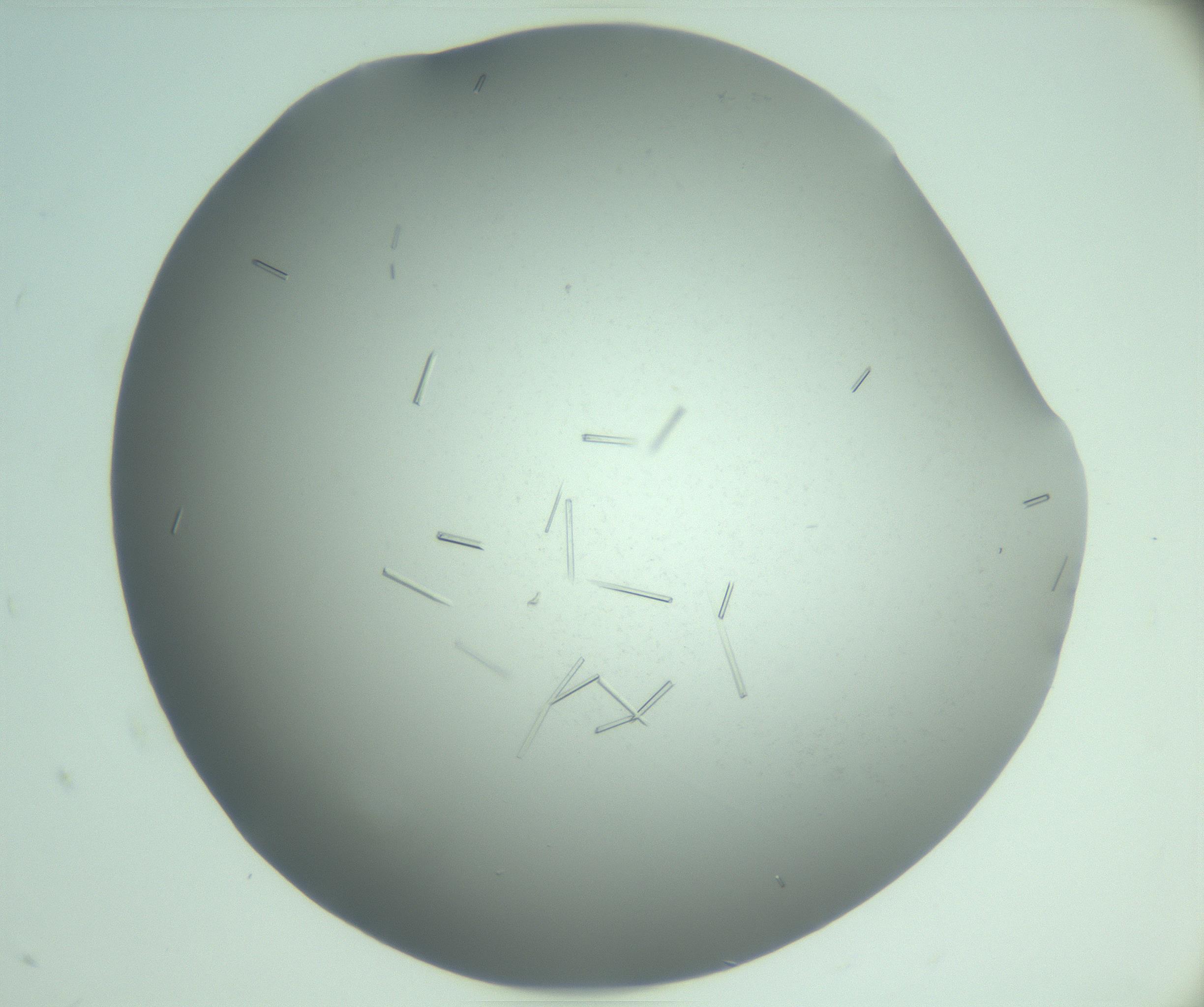 RI01_03_000_0212_Proj1_Clon1_MC_0000MC103280_003_170217_08_07_02_00_99_002_001_RAI.jpg