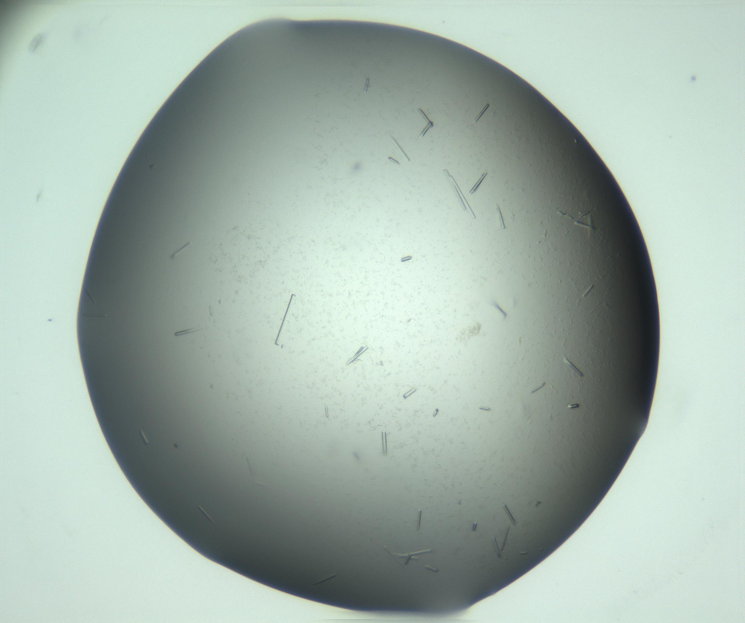 RI01_03_000_0212_Proj1_Clon1_MC_0000MC103280_003_170217_08_08_01_00_99_002_001_RAI.jpg