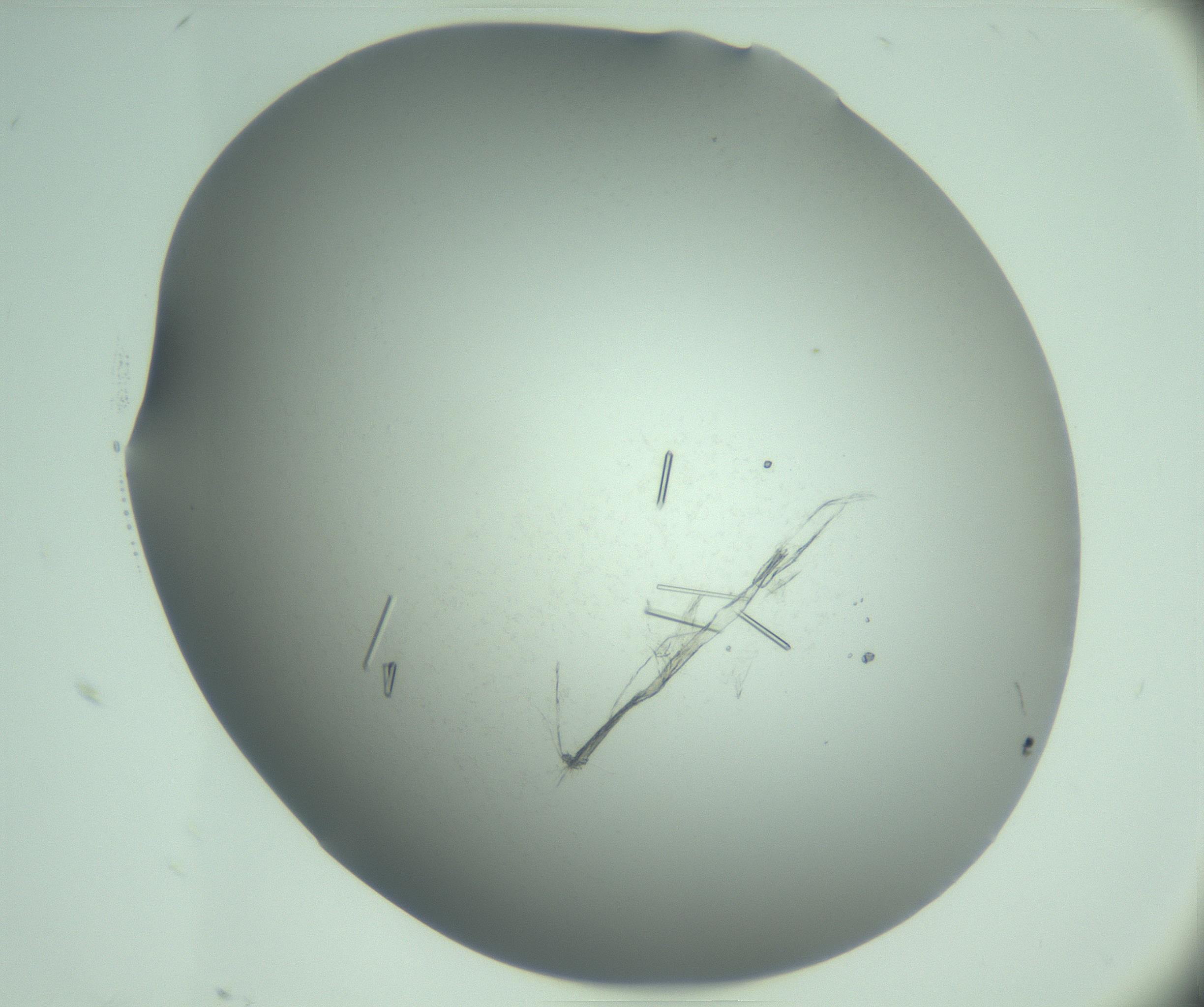 RI01_03_000_0212_Proj1_Clon1_MC_0000MC103280_003_170217_09_01_02_00_99_002_001_RAI.jpg