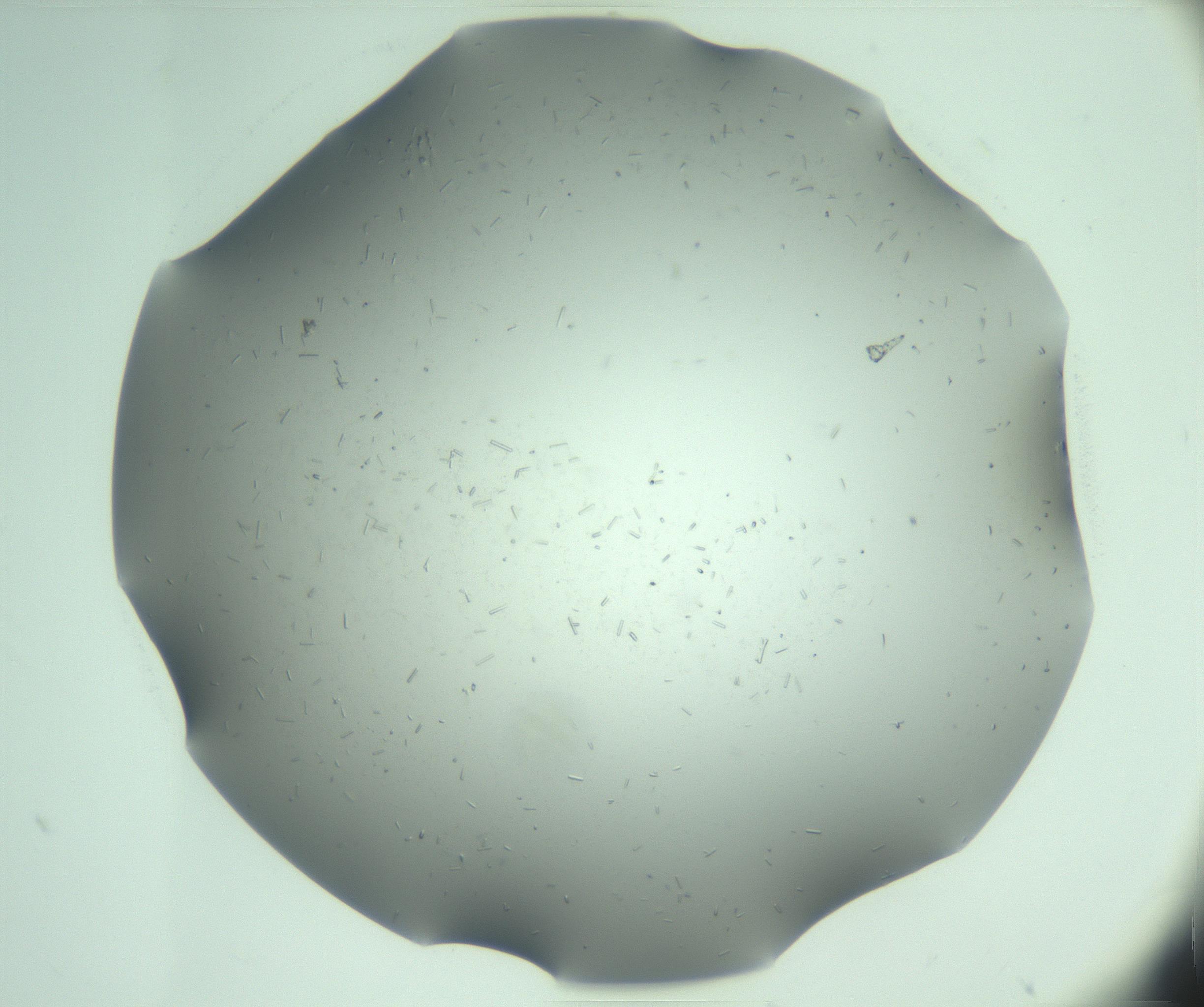 RI01_03_000_0212_Proj1_Clon1_MC_0000MC103280_003_170217_09_02_01_00_99_002_001_RAI.jpg