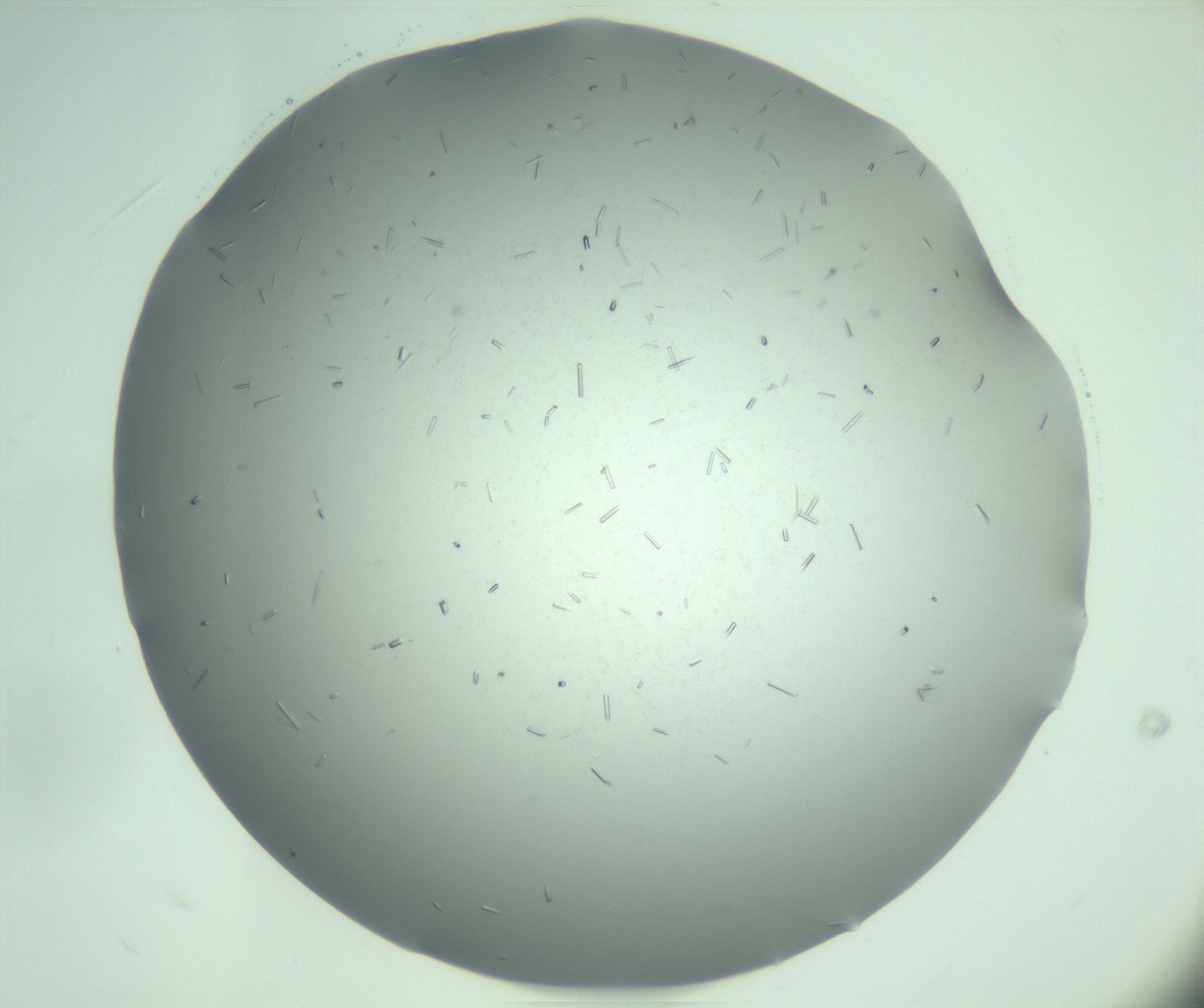 RI01_03_000_0212_Proj1_Clon1_MC_0000MC103280_003_170217_09_02_02_00_99_002_001_RAI.jpg