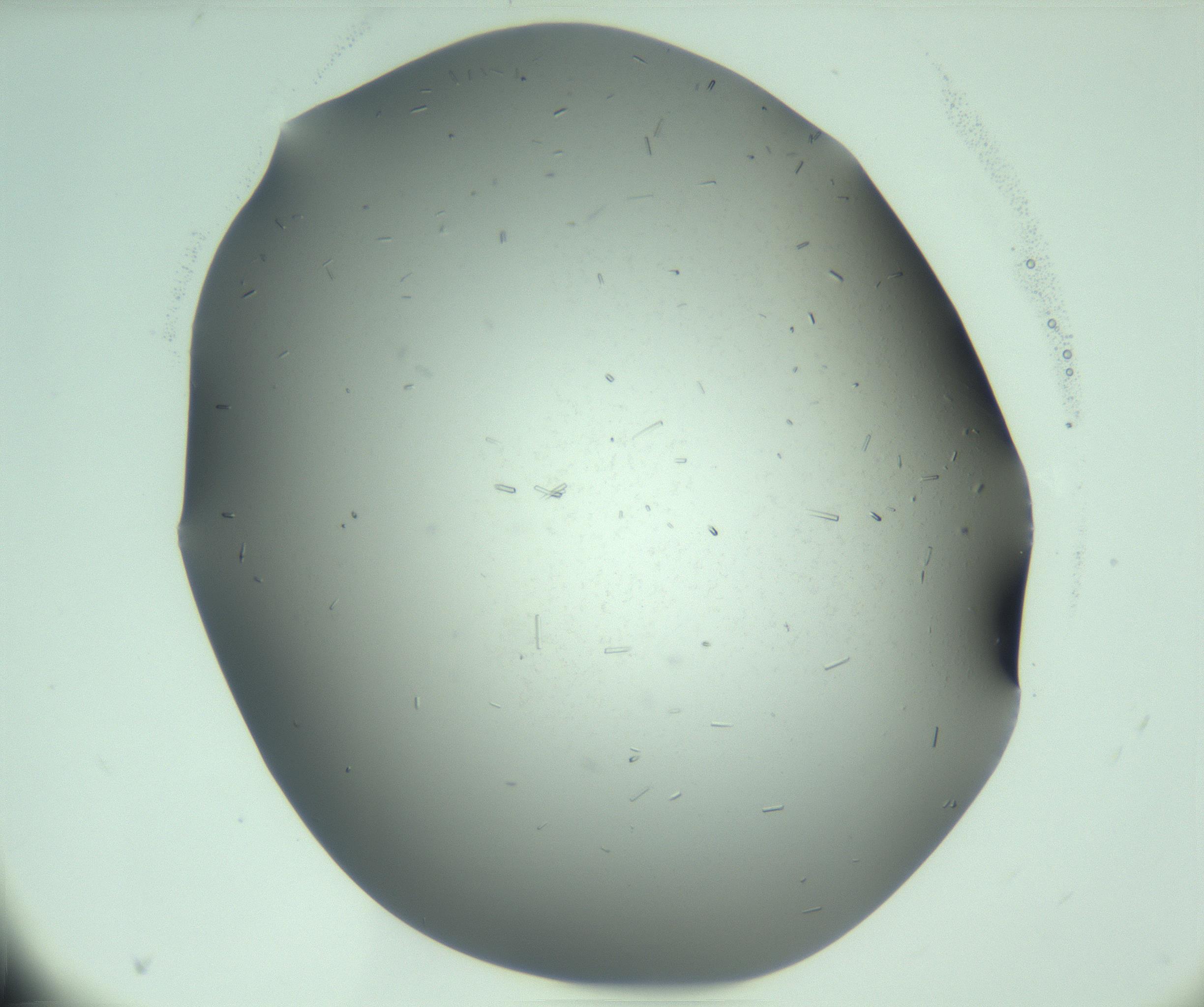 RI01_03_000_0212_Proj1_Clon1_MC_0000MC103280_003_170217_09_03_01_00_99_002_001_RAI.jpg