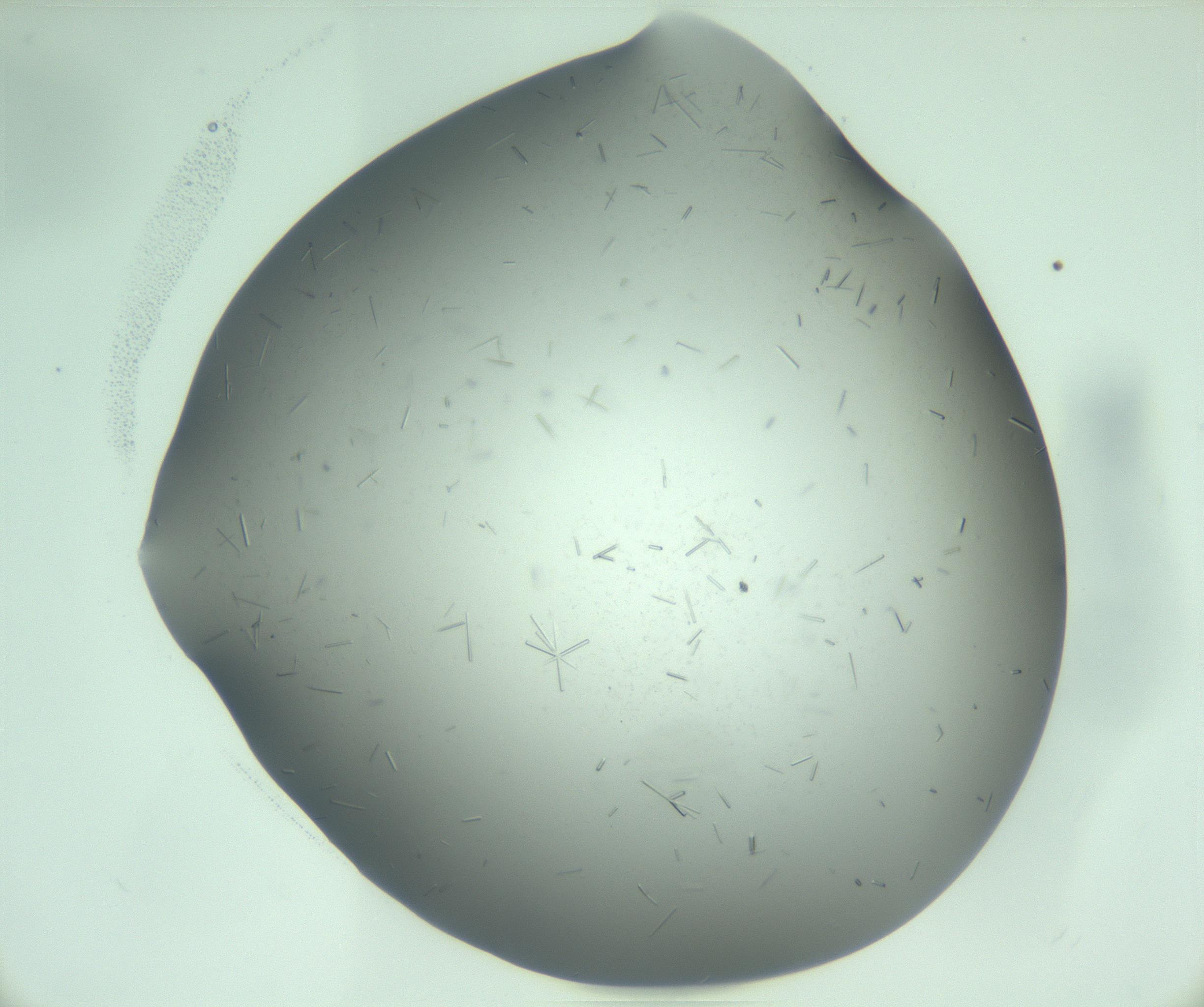 RI01_03_000_0212_Proj1_Clon1_MC_0000MC103280_003_170217_09_04_01_00_99_002_001_RAI.jpg