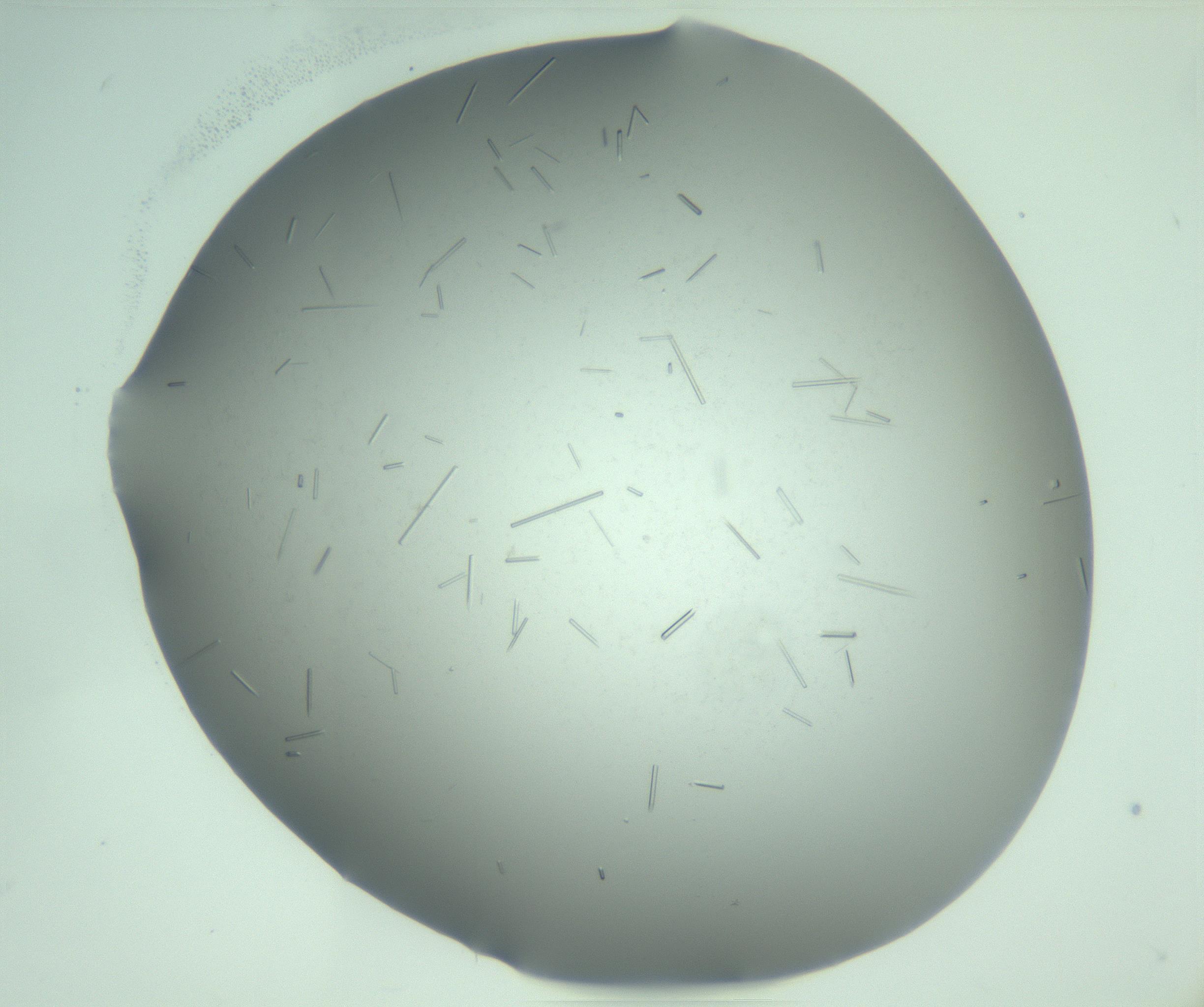 RI01_03_000_0212_Proj1_Clon1_MC_0000MC103280_003_170217_09_04_02_00_99_002_001_RAI.jpg