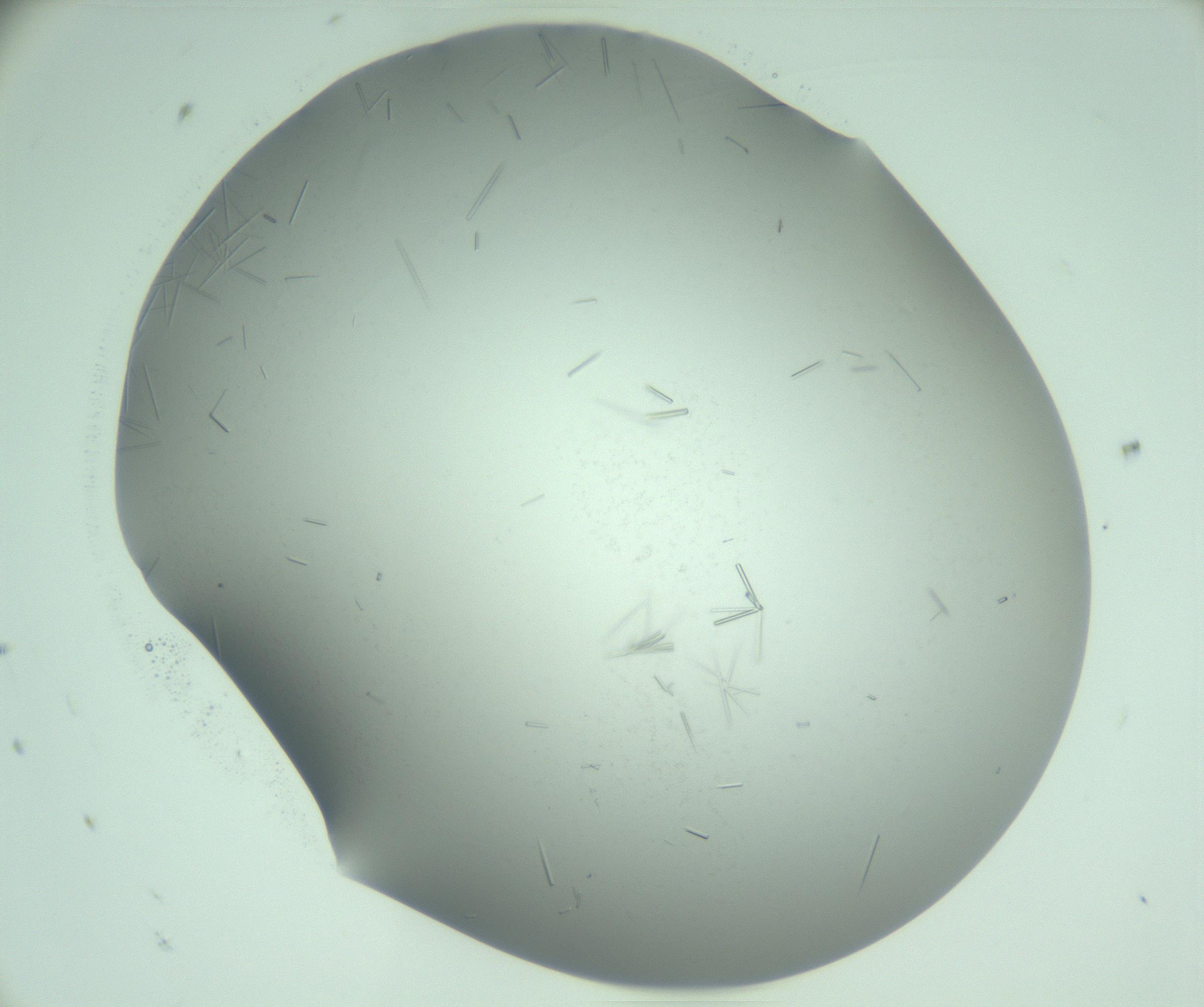 RI01_03_000_0212_Proj1_Clon1_MC_0000MC103280_003_170217_09_05_01_00_99_002_001_RAI.jpg