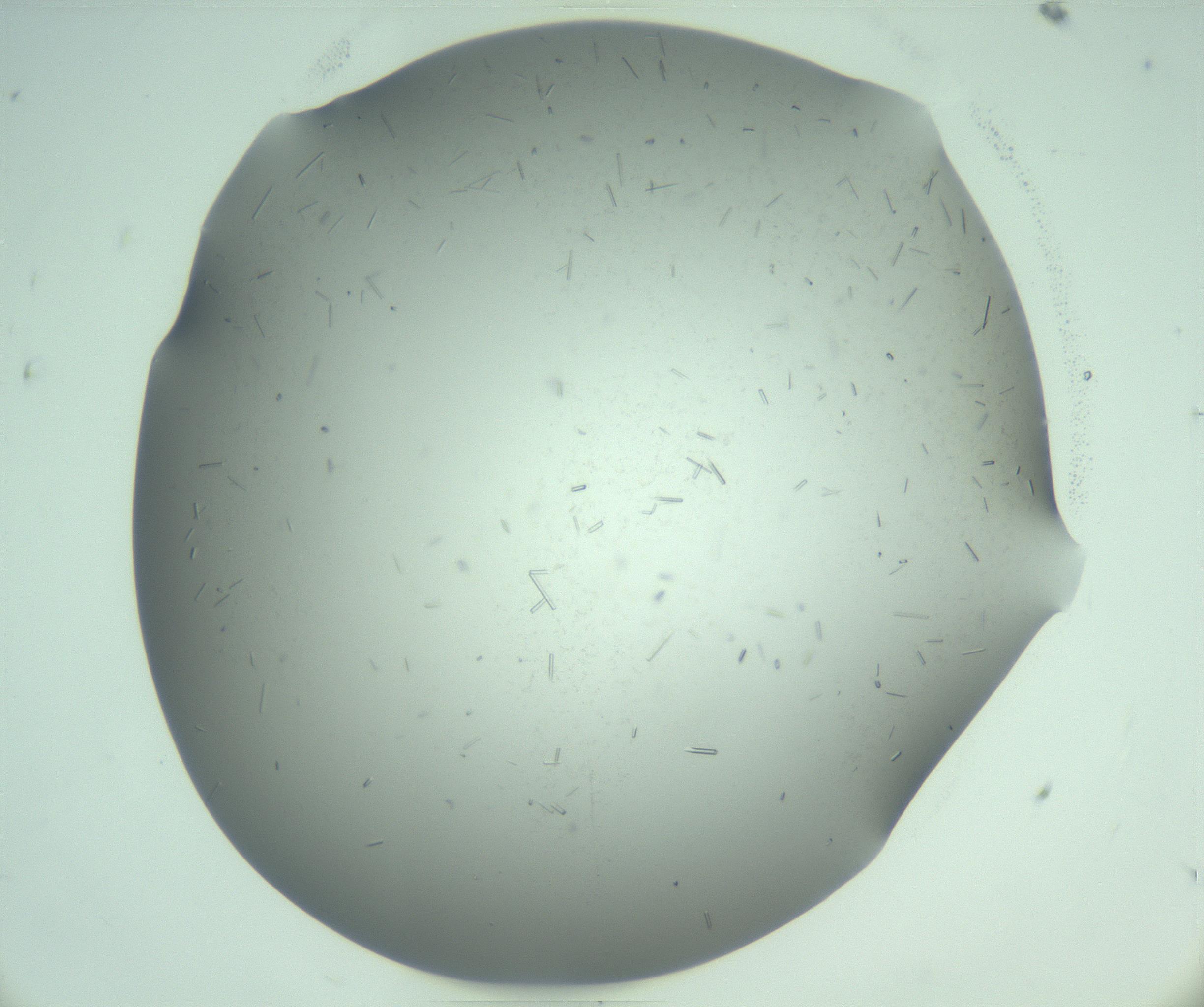 RI01_03_000_0212_Proj1_Clon1_MC_0000MC103280_003_170217_09_06_01_00_99_002_001_RAI.jpg
