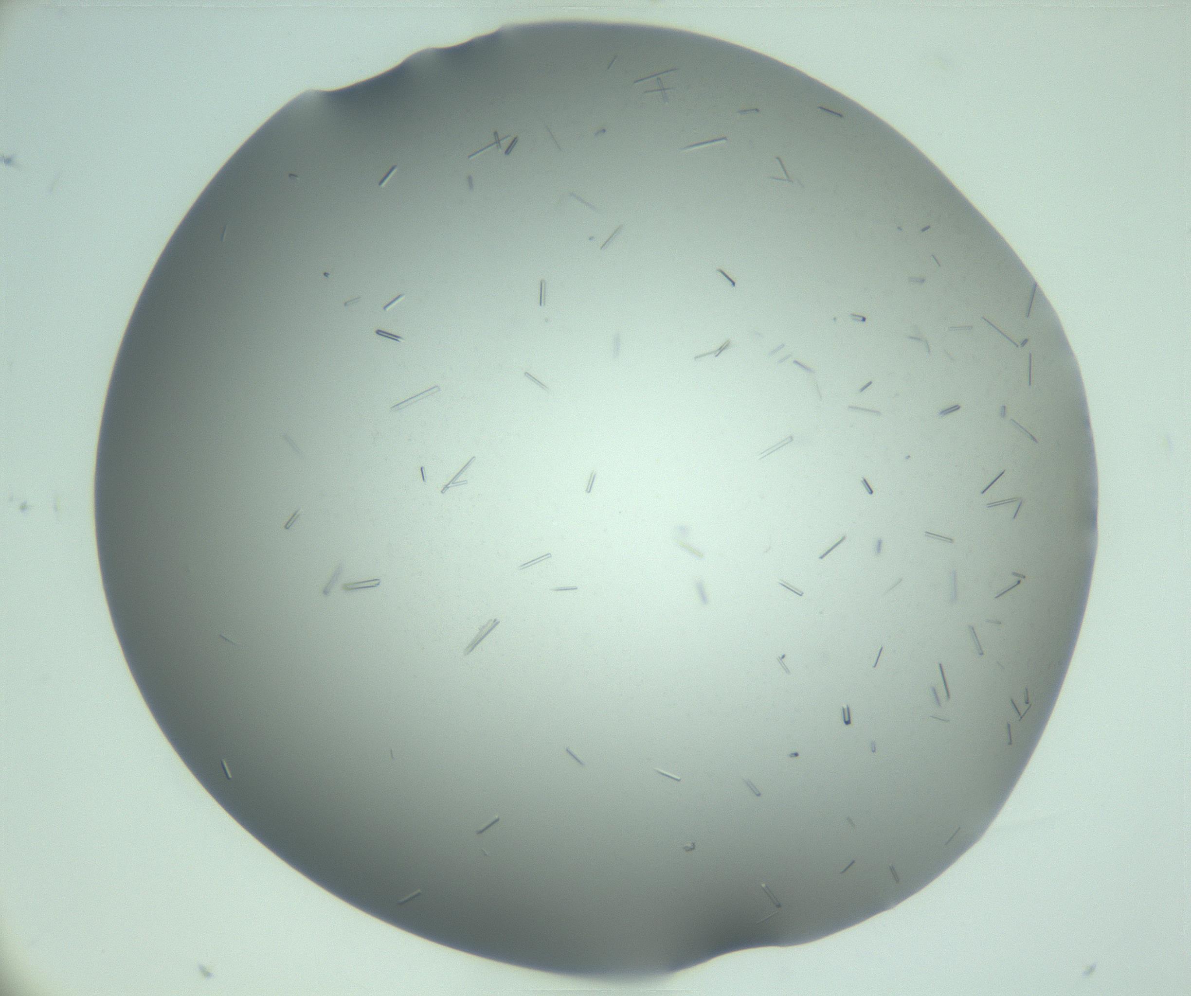 RI01_03_000_0212_Proj1_Clon1_MC_0000MC103280_003_170217_09_06_02_00_99_002_001_RAI.jpg