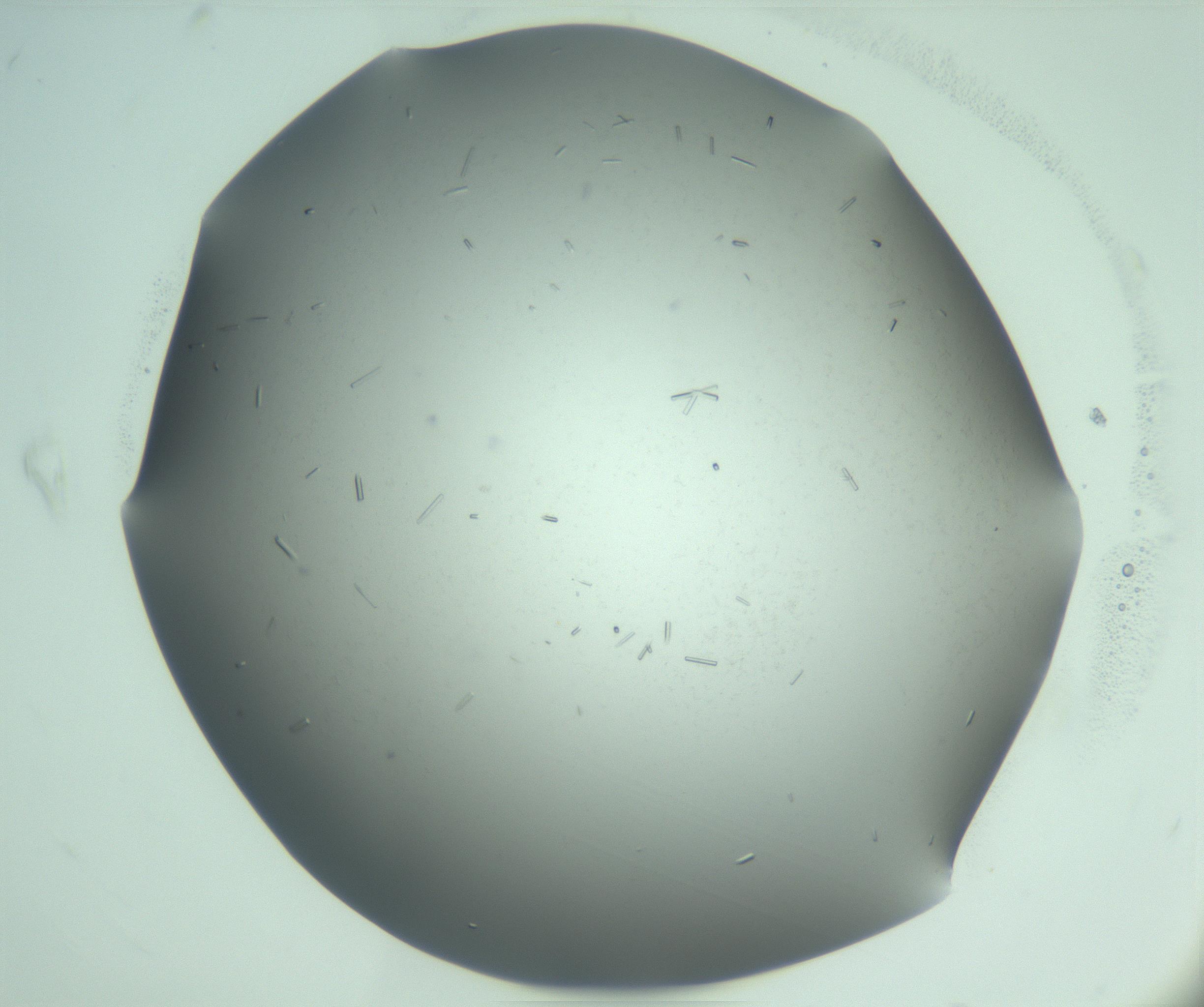 RI01_03_000_0212_Proj1_Clon1_MC_0000MC103280_003_170217_09_07_01_00_99_002_001_RAI.jpg
