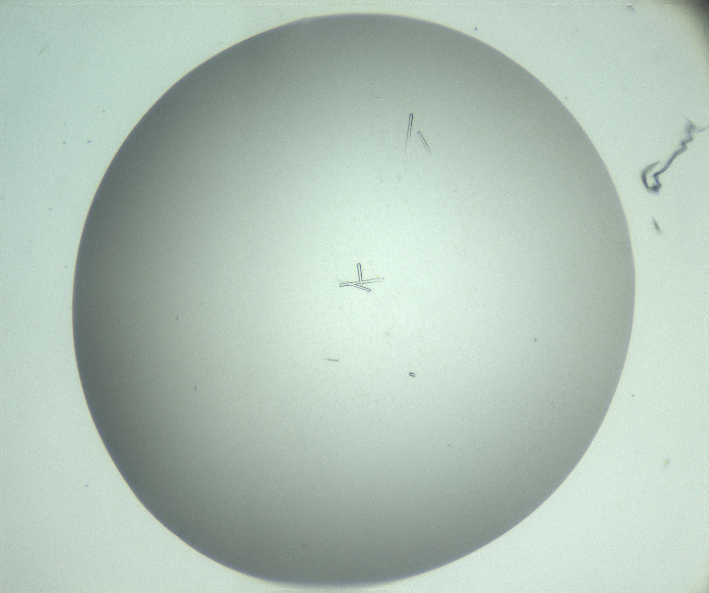 RI01_03_000_0212_Proj1_Clon1_MC_0000MC103280_003_170217_09_07_02_00_99_002_001_RAI.jpg