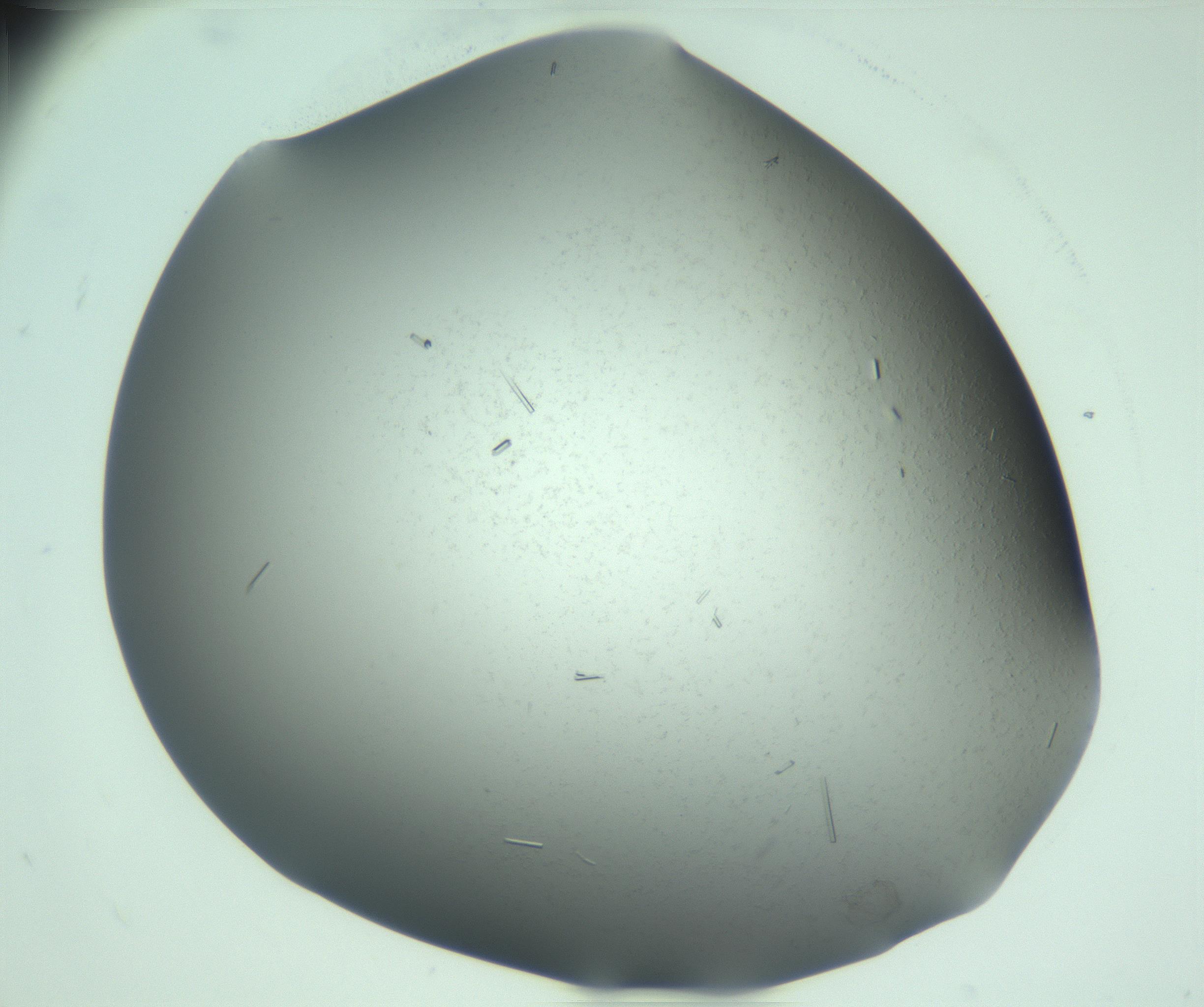 RI01_03_000_0212_Proj1_Clon1_MC_0000MC103280_003_170217_09_08_01_00_99_002_001_RAI.jpg