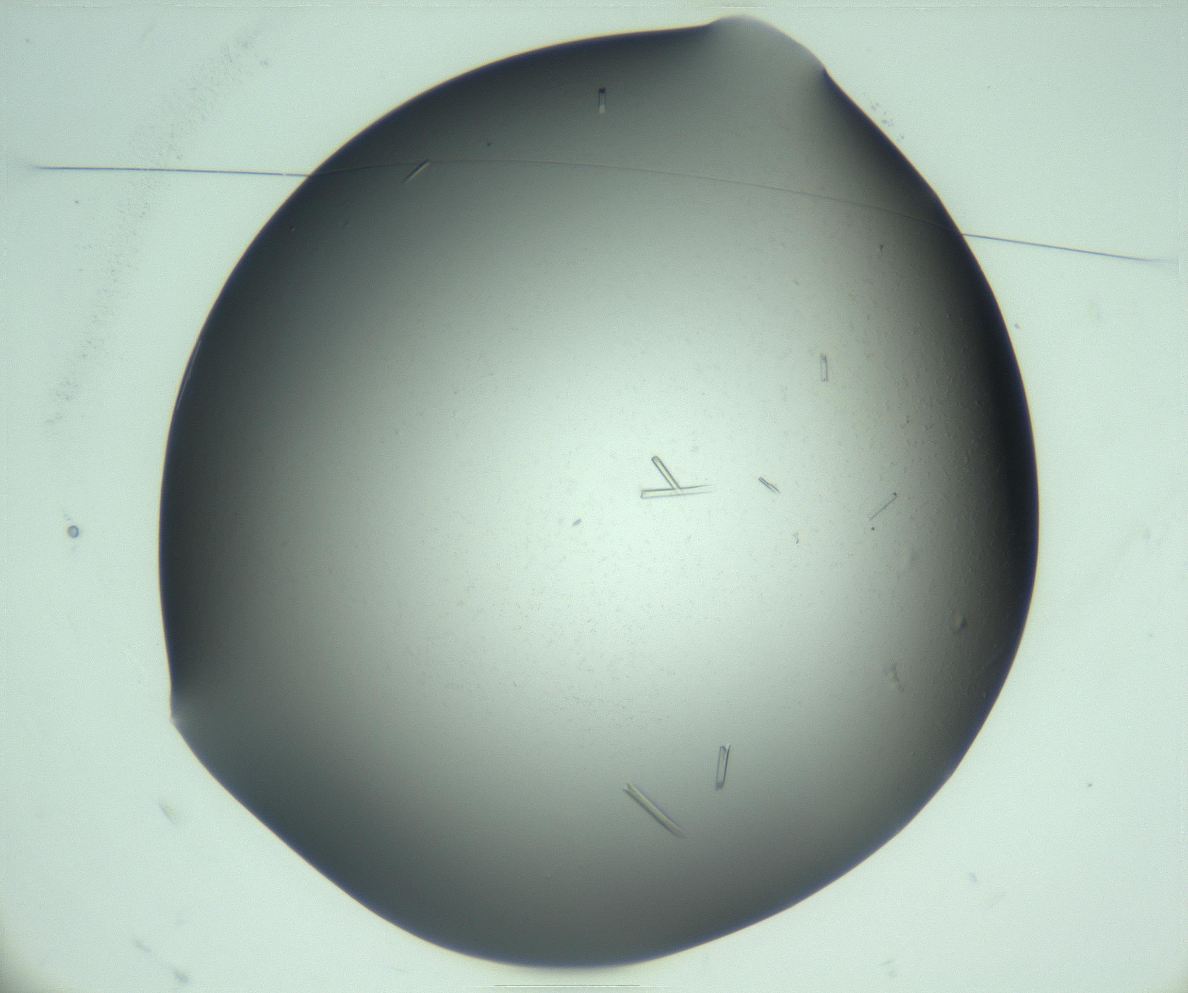RI01_03_000_0212_Proj1_Clon1_MC_0000MC103280_003_170217_10_01_01_00_99_002_001_RAI.jpg