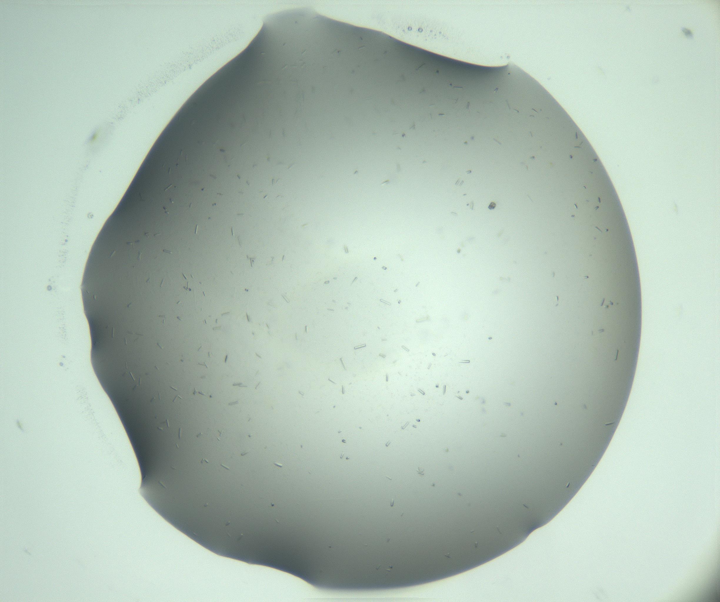 RI01_03_000_0212_Proj1_Clon1_MC_0000MC103280_003_170217_10_02_01_00_99_002_001_RAI.jpg