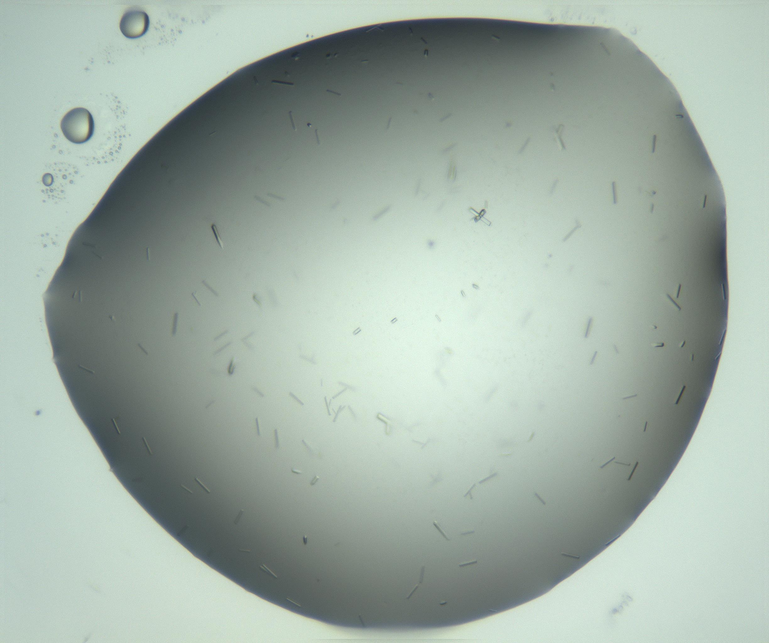 RI01_03_000_0212_Proj1_Clon1_MC_0000MC103280_003_170217_10_02_02_00_99_002_001_RAI.jpg