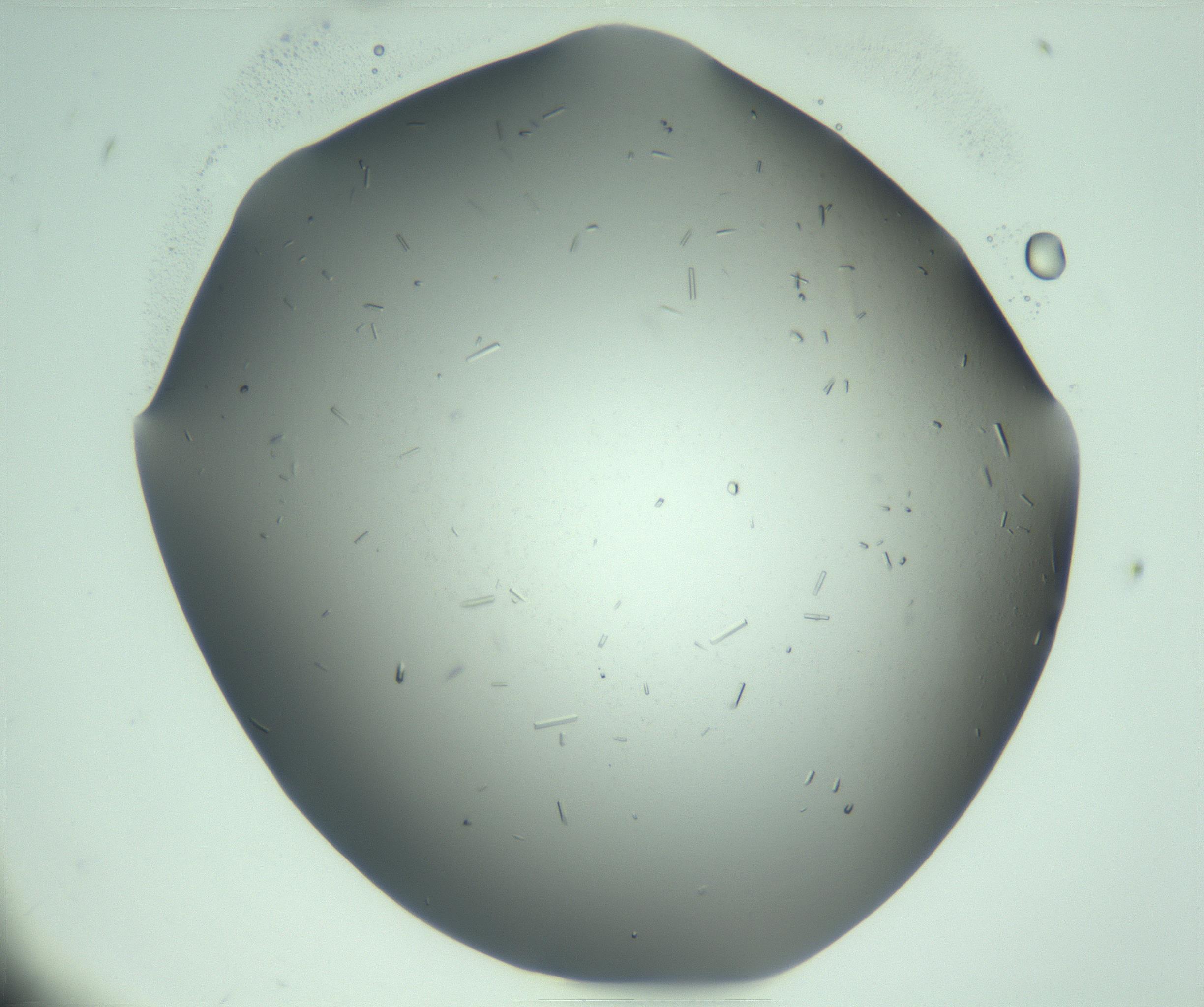 RI01_03_000_0212_Proj1_Clon1_MC_0000MC103280_003_170217_10_03_01_00_99_002_001_RAI.jpg