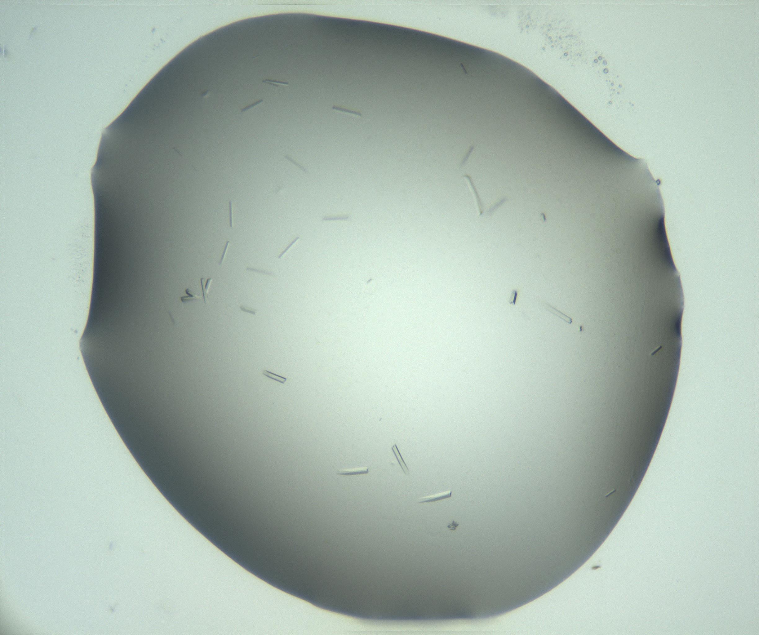 RI01_03_000_0212_Proj1_Clon1_MC_0000MC103280_003_170217_10_03_02_00_99_002_001_RAI.jpg