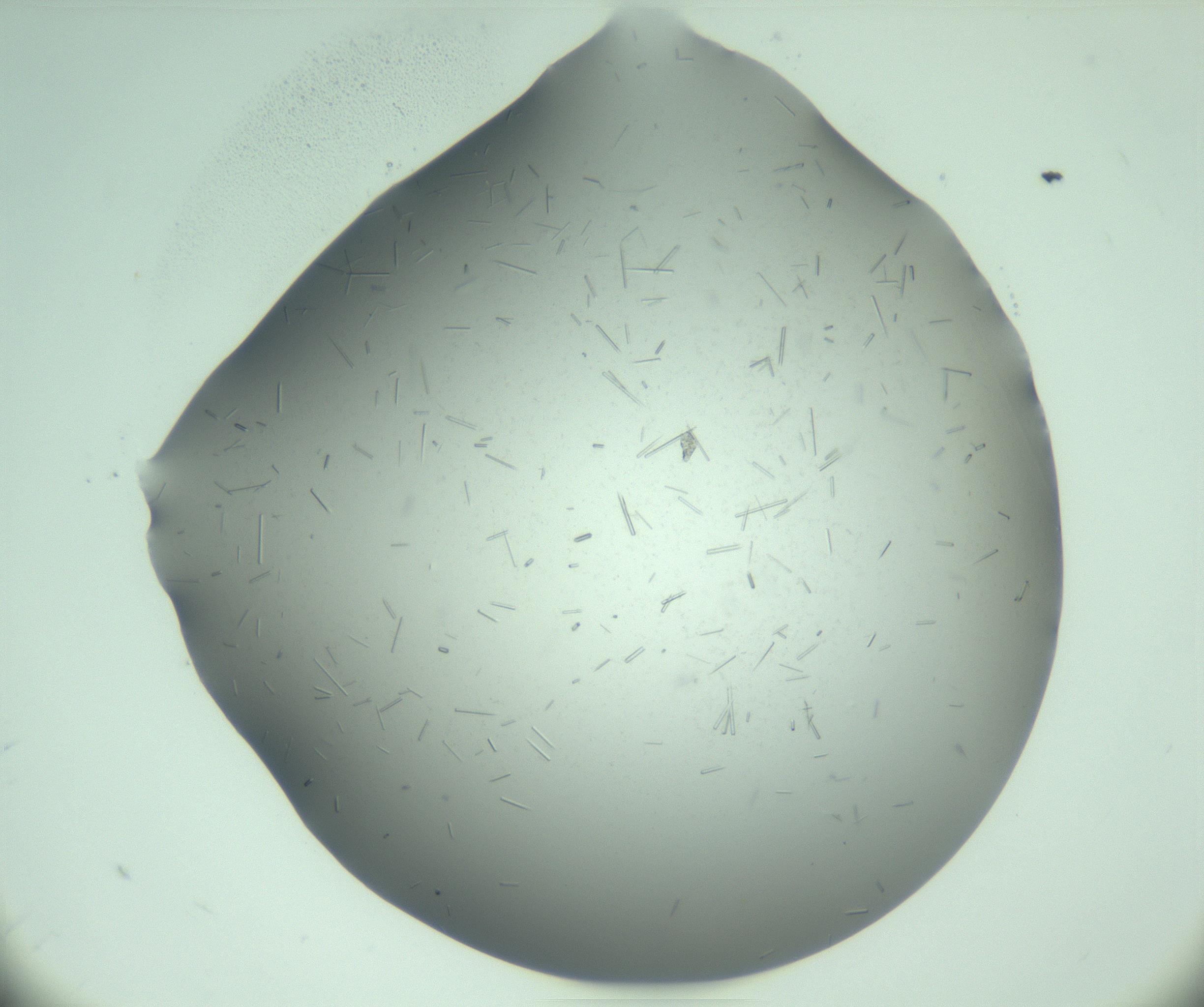 RI01_03_000_0212_Proj1_Clon1_MC_0000MC103280_003_170217_10_04_01_00_99_002_001_RAI.jpg