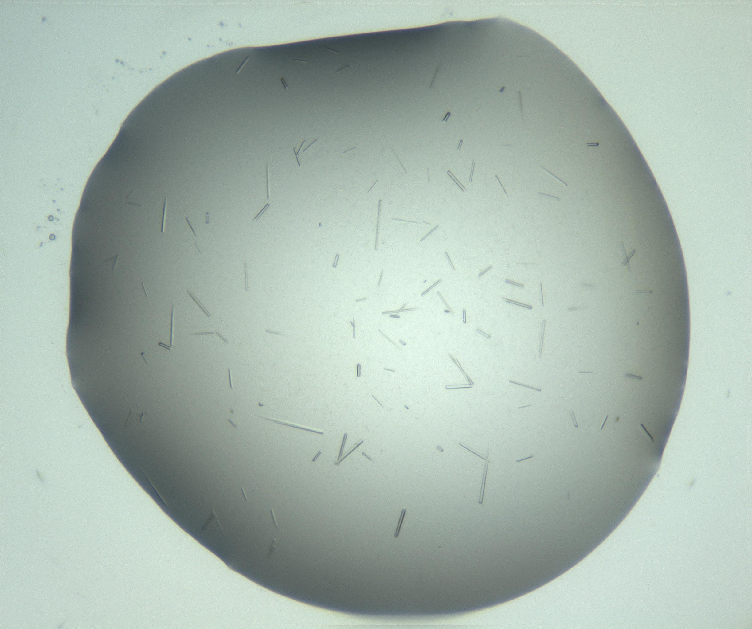RI01_03_000_0212_Proj1_Clon1_MC_0000MC103280_003_170217_10_04_02_00_99_002_001_RAI.jpg