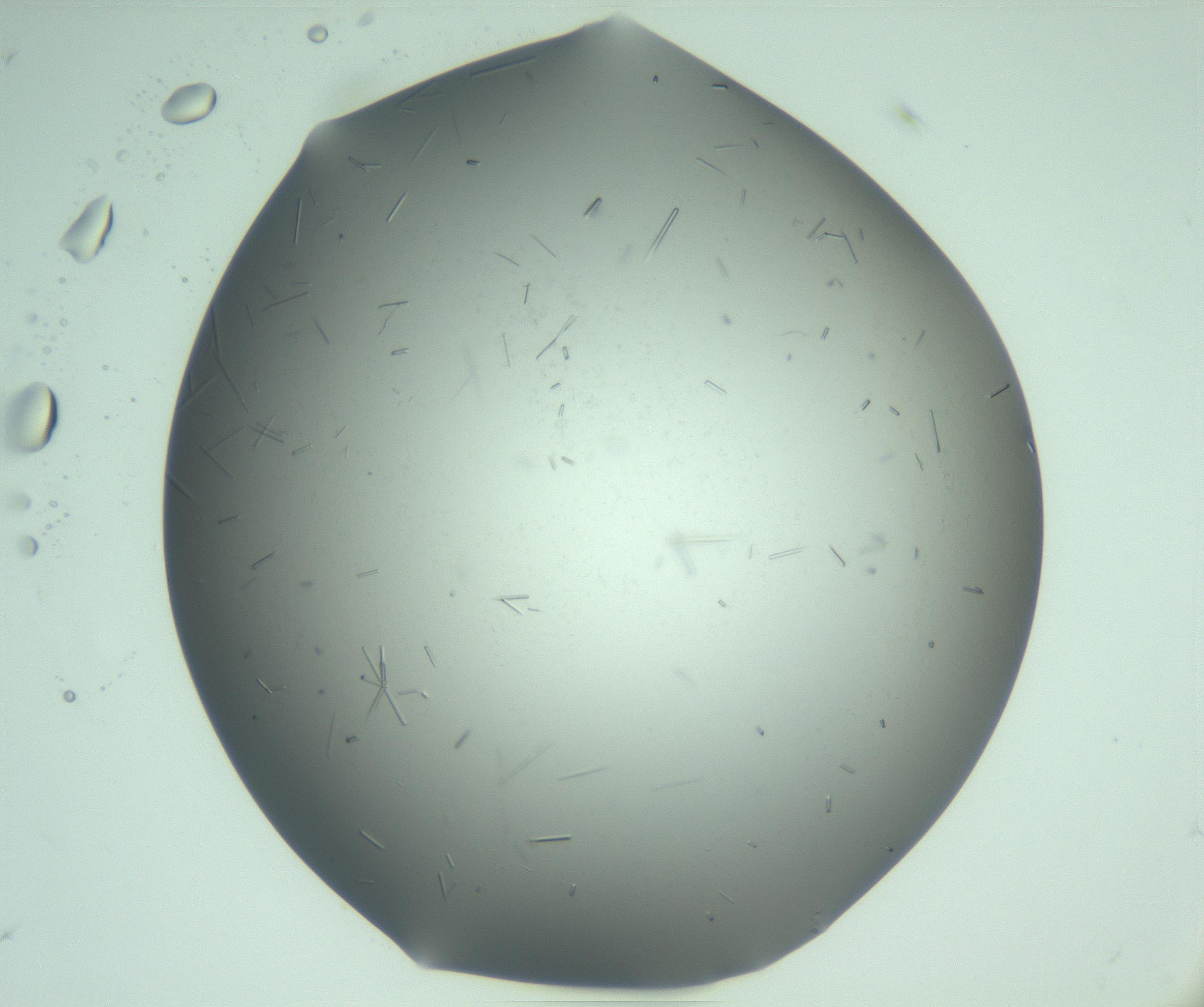 RI01_03_000_0212_Proj1_Clon1_MC_0000MC103280_003_170217_10_05_01_00_99_002_001_RAI.jpg