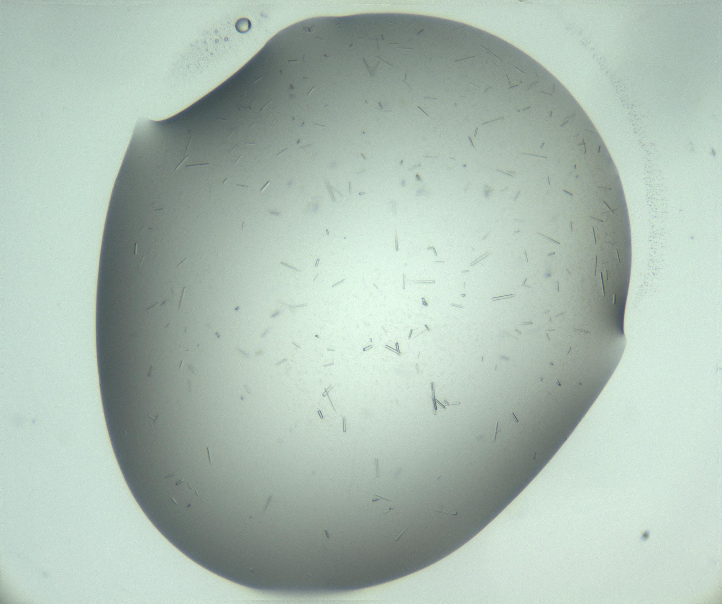 RI01_03_000_0212_Proj1_Clon1_MC_0000MC103280_003_170217_10_06_01_00_99_002_001_RAI.jpg