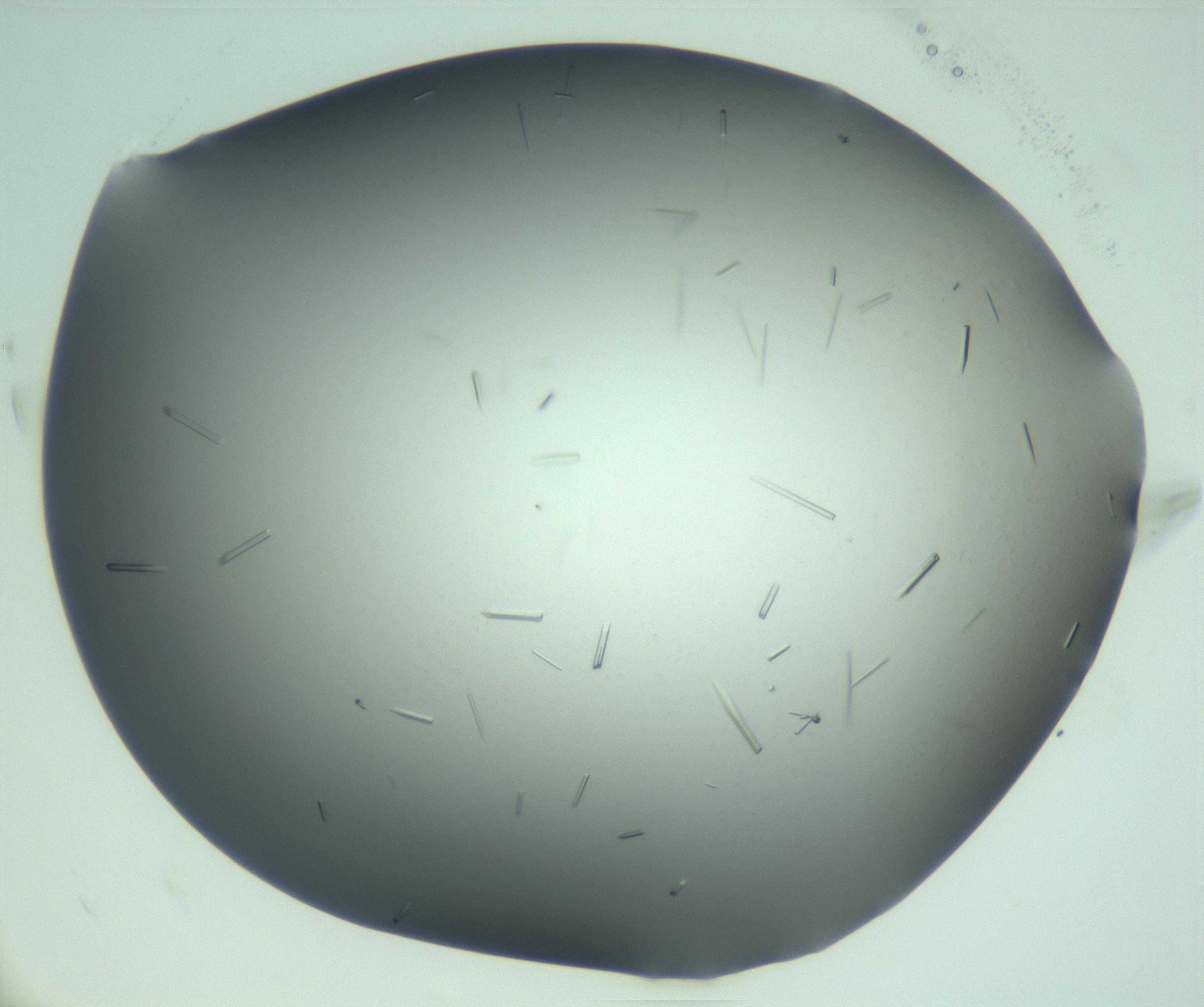 RI01_03_000_0212_Proj1_Clon1_MC_0000MC103280_003_170217_10_06_02_00_99_002_001_RAI.jpg