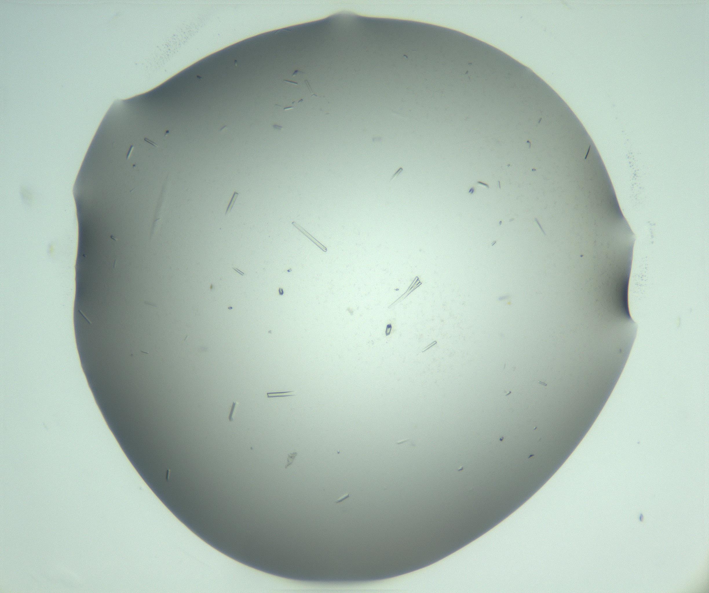 RI01_03_000_0212_Proj1_Clon1_MC_0000MC103280_003_170217_10_07_01_00_99_002_001_RAI.jpg