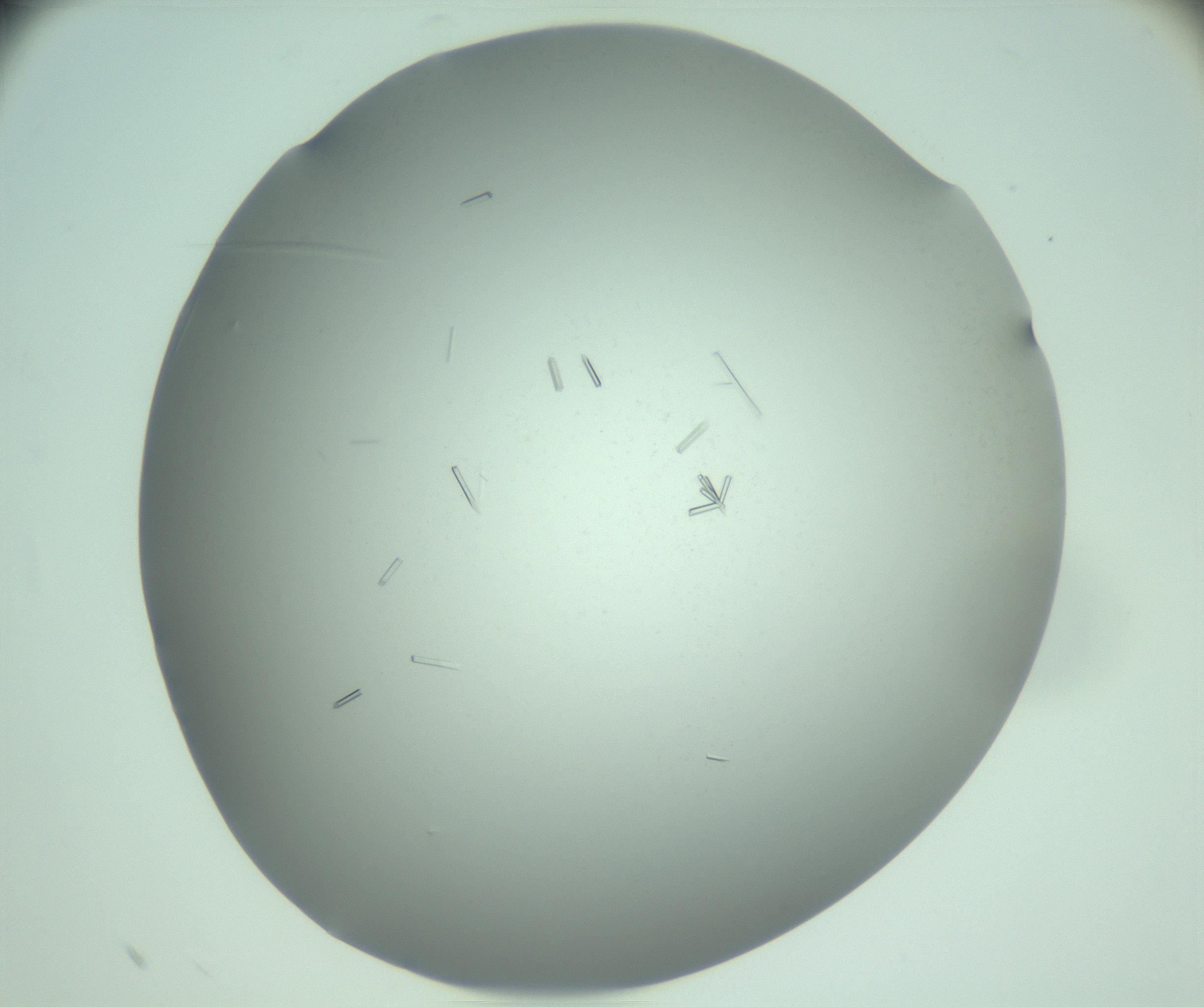 RI01_03_000_0212_Proj1_Clon1_MC_0000MC103280_003_170217_10_07_02_00_99_002_001_RAI.jpg