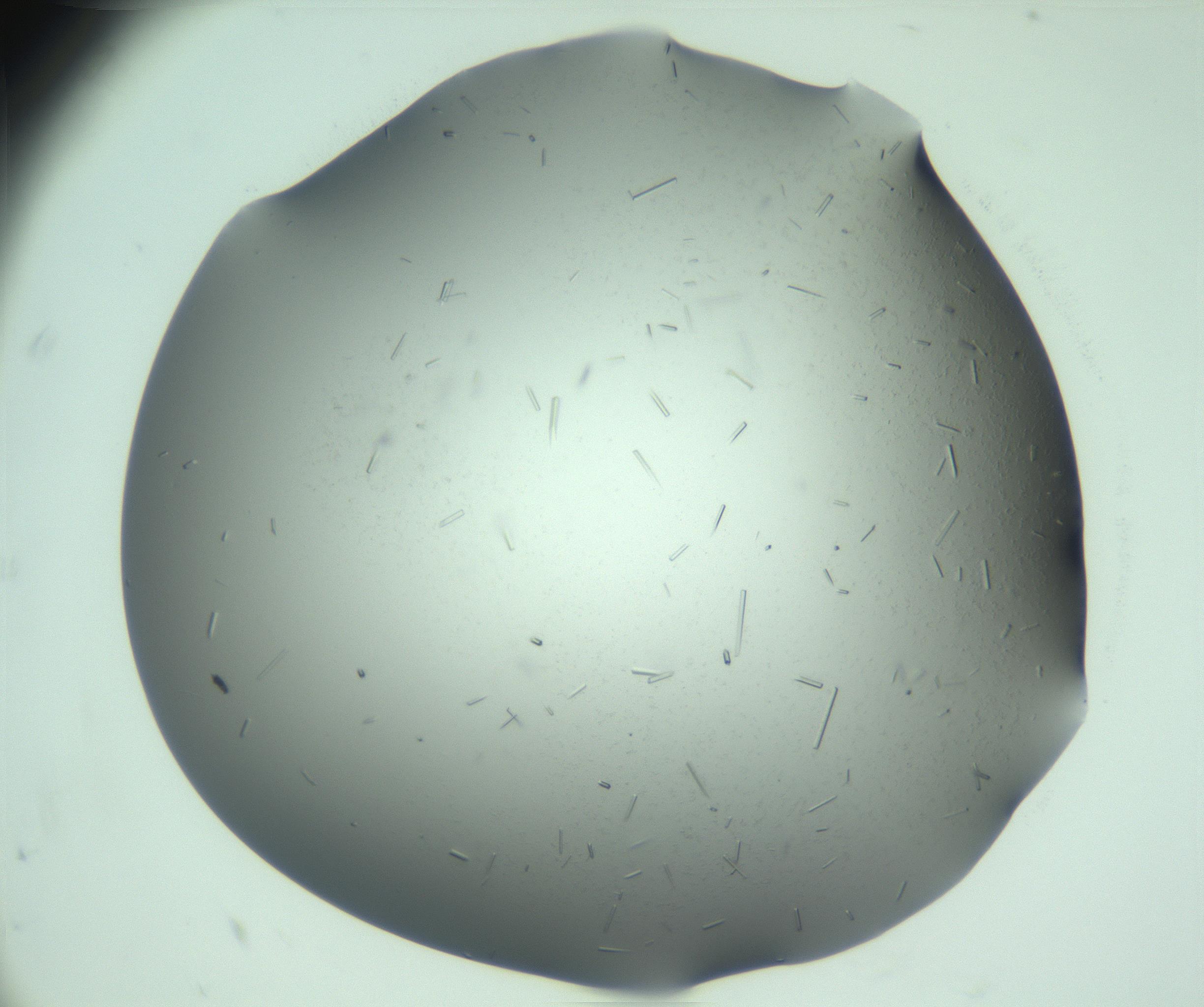 RI01_03_000_0212_Proj1_Clon1_MC_0000MC103280_003_170217_10_08_01_00_99_002_001_RAI.jpg