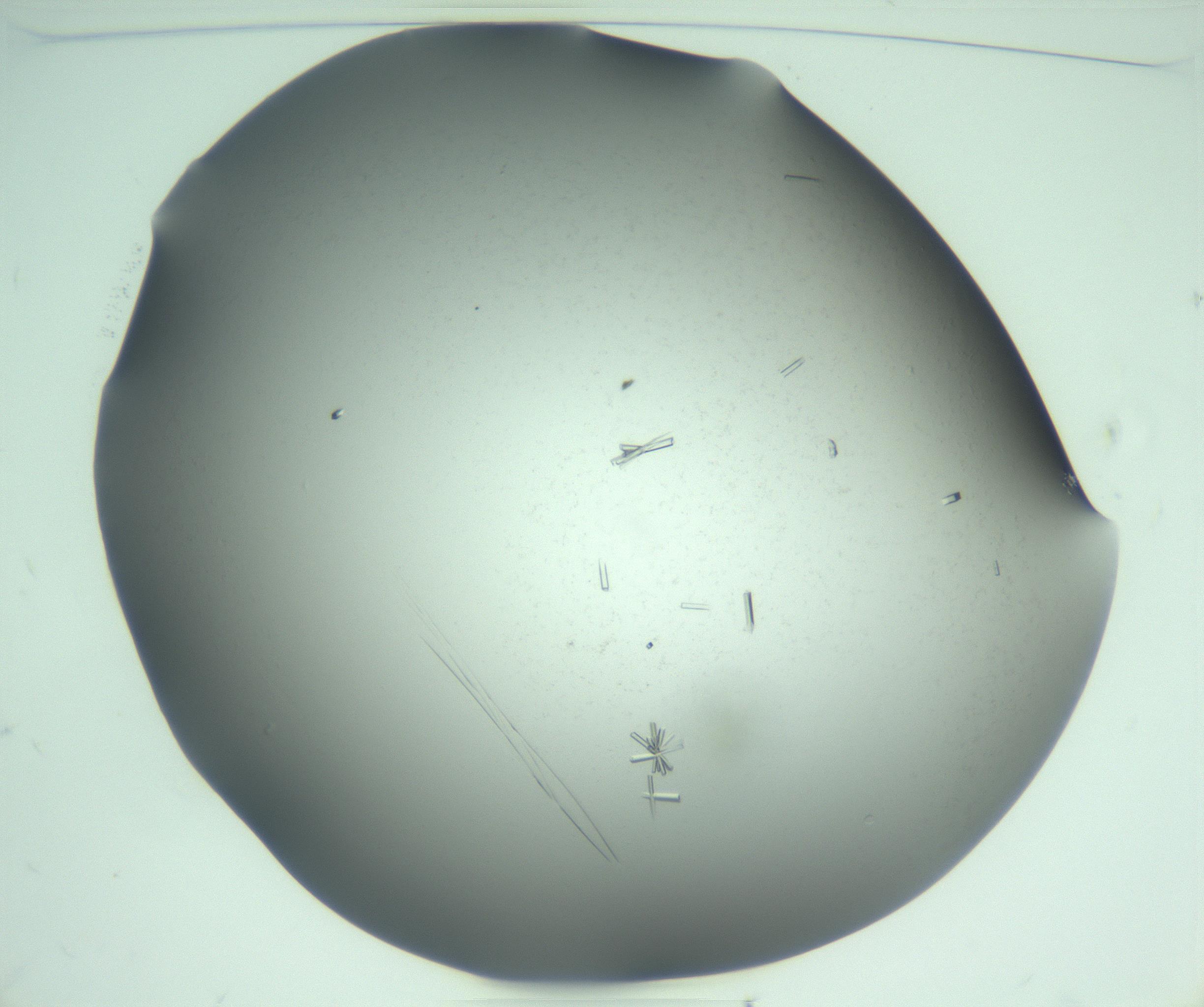 RI01_03_000_0212_Proj1_Clon1_MC_0000MC103280_003_170217_11_01_01_00_99_002_001_RAI.jpg