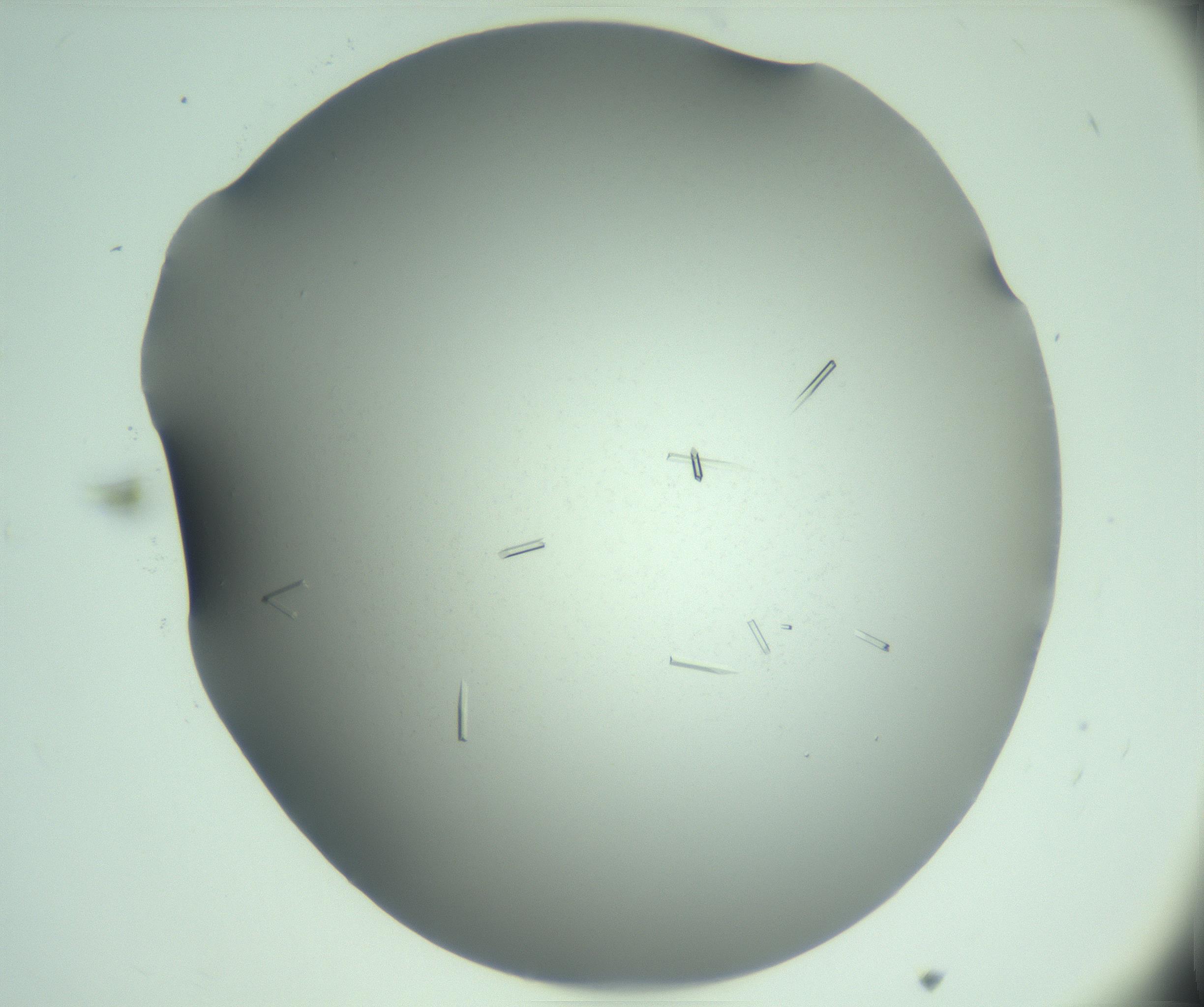 RI01_03_000_0212_Proj1_Clon1_MC_0000MC103280_003_170217_11_01_02_00_99_002_001_RAI.jpg