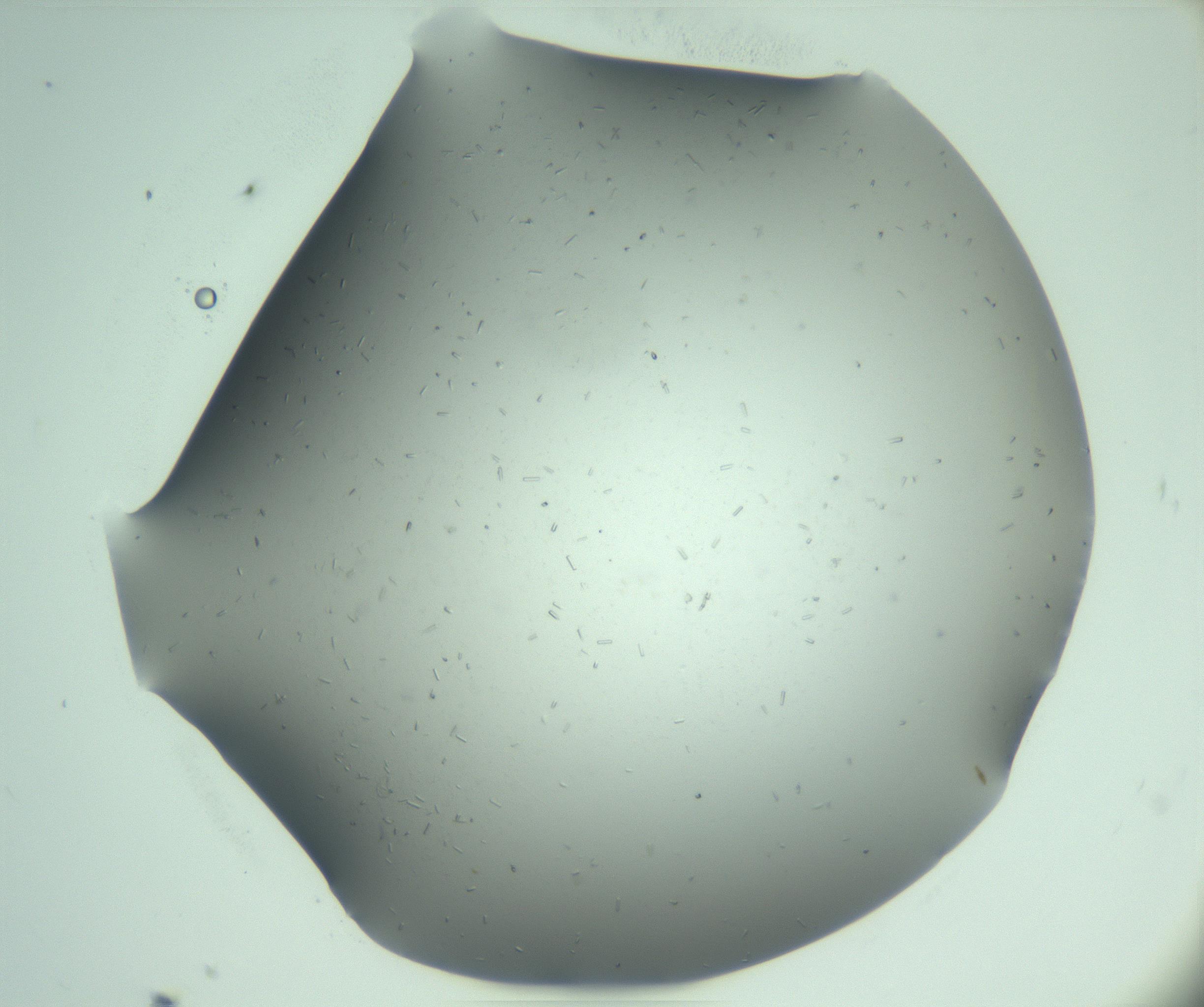 RI01_03_000_0212_Proj1_Clon1_MC_0000MC103280_003_170217_11_02_01_00_99_002_001_RAI.jpg