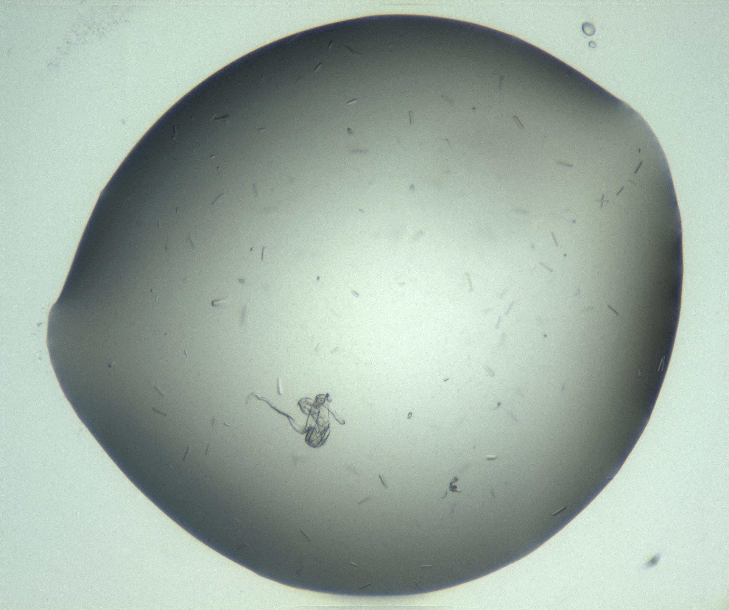 RI01_03_000_0212_Proj1_Clon1_MC_0000MC103280_003_170217_11_02_02_00_99_002_001_RAI.jpg