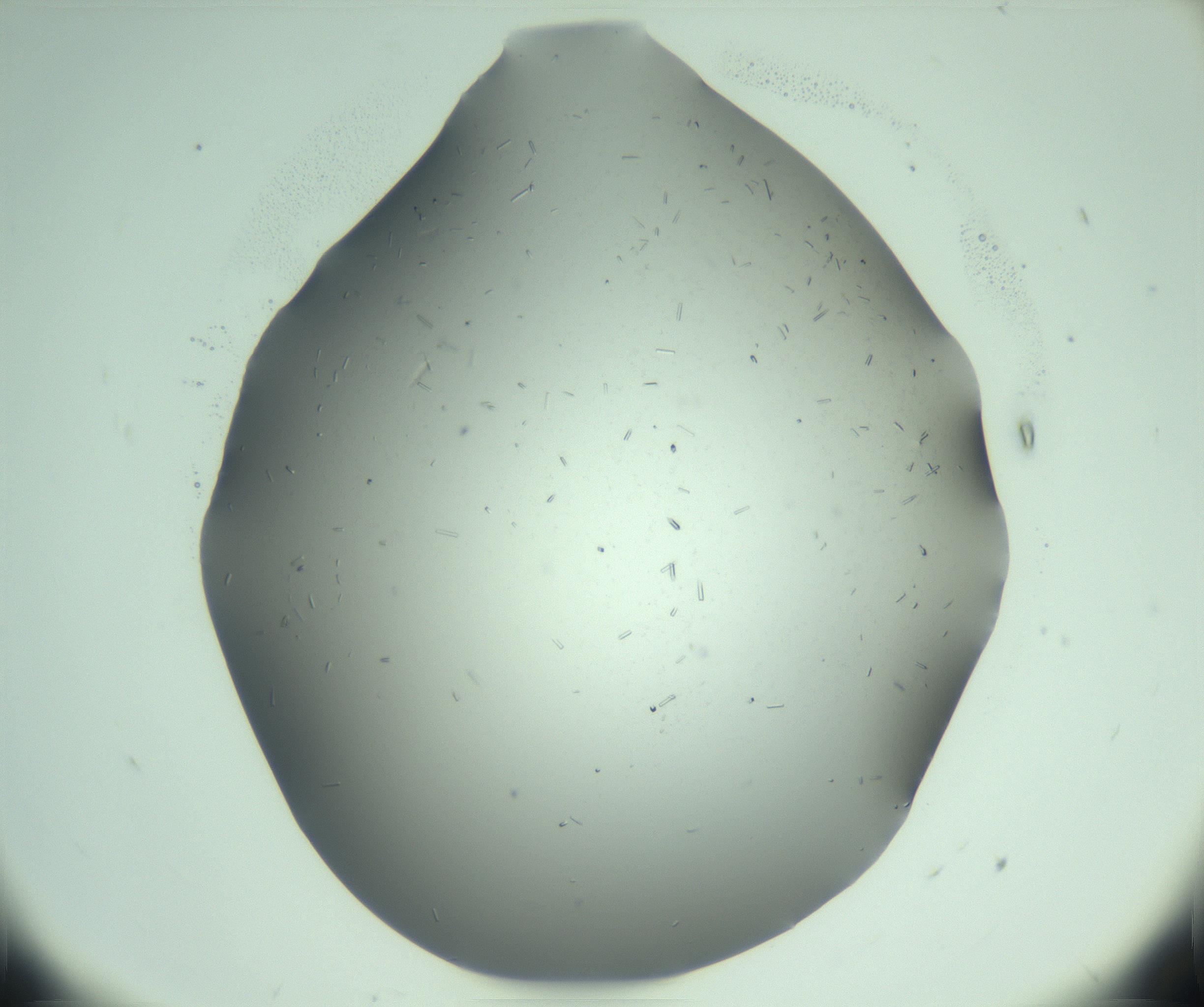 RI01_03_000_0212_Proj1_Clon1_MC_0000MC103280_003_170217_11_03_01_00_99_002_001_RAI.jpg