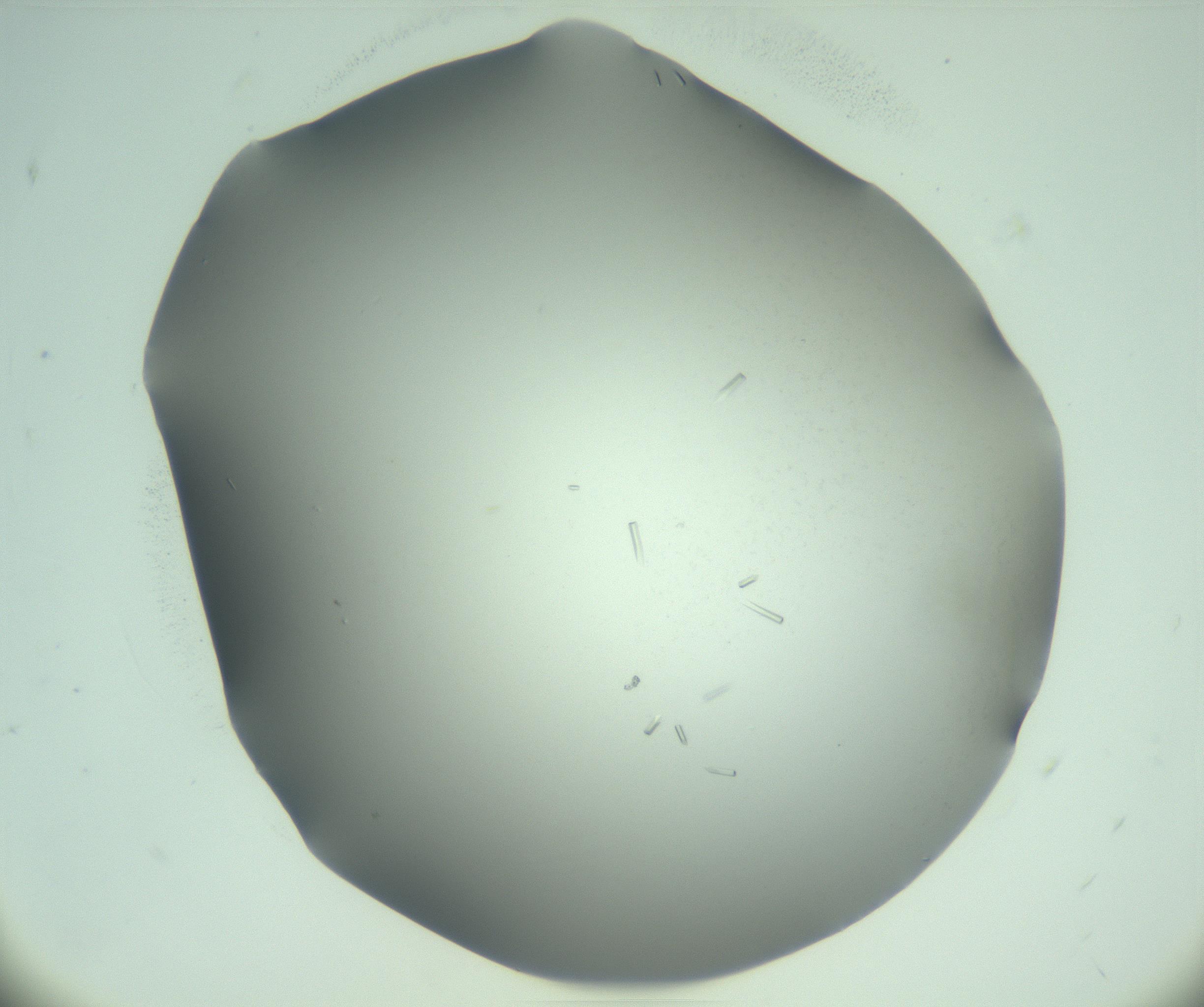 RI01_03_000_0212_Proj1_Clon1_MC_0000MC103280_003_170217_11_03_02_00_99_002_001_RAI.jpg
