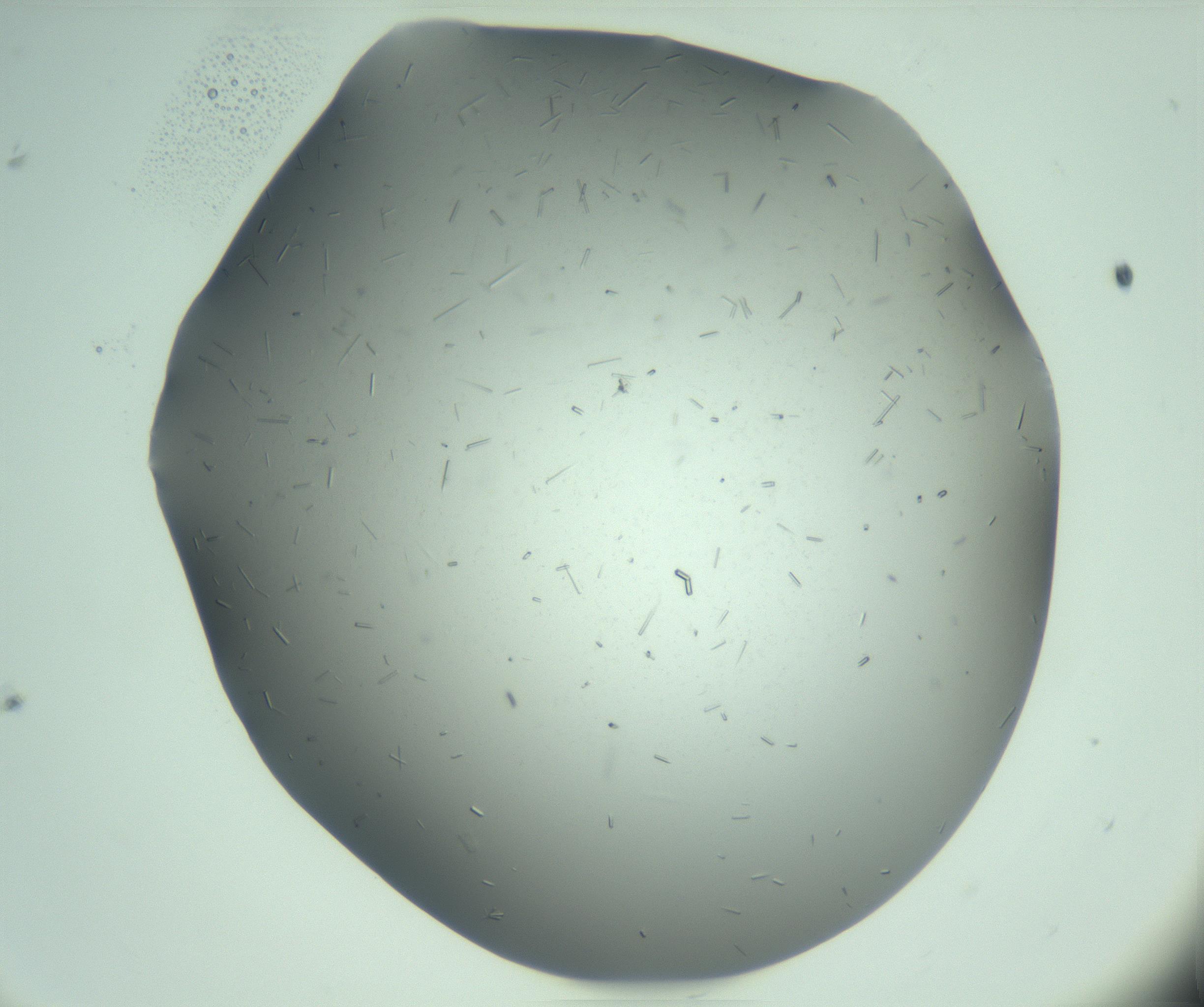 RI01_03_000_0212_Proj1_Clon1_MC_0000MC103280_003_170217_11_04_01_00_99_002_001_RAI.jpg