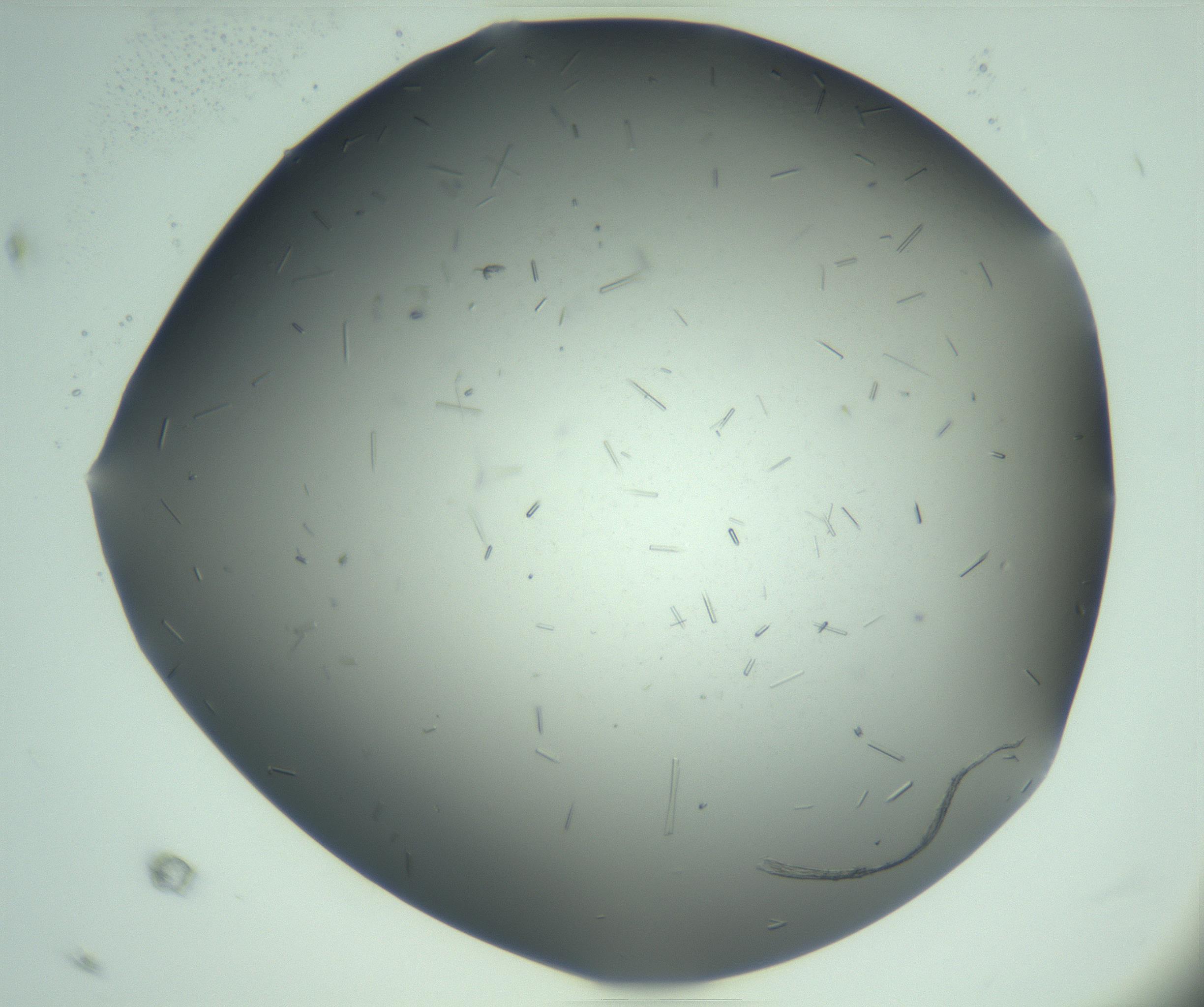 RI01_03_000_0212_Proj1_Clon1_MC_0000MC103280_003_170217_11_04_02_00_99_002_001_RAI.jpg