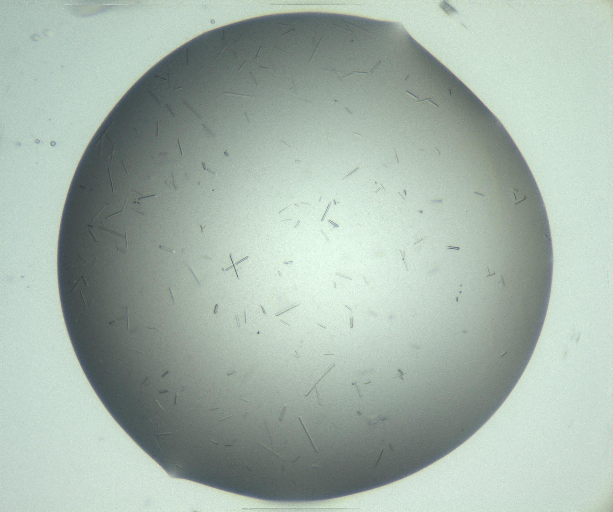 RI01_03_000_0212_Proj1_Clon1_MC_0000MC103280_003_170217_11_05_01_00_99_002_001_RAI.jpg
