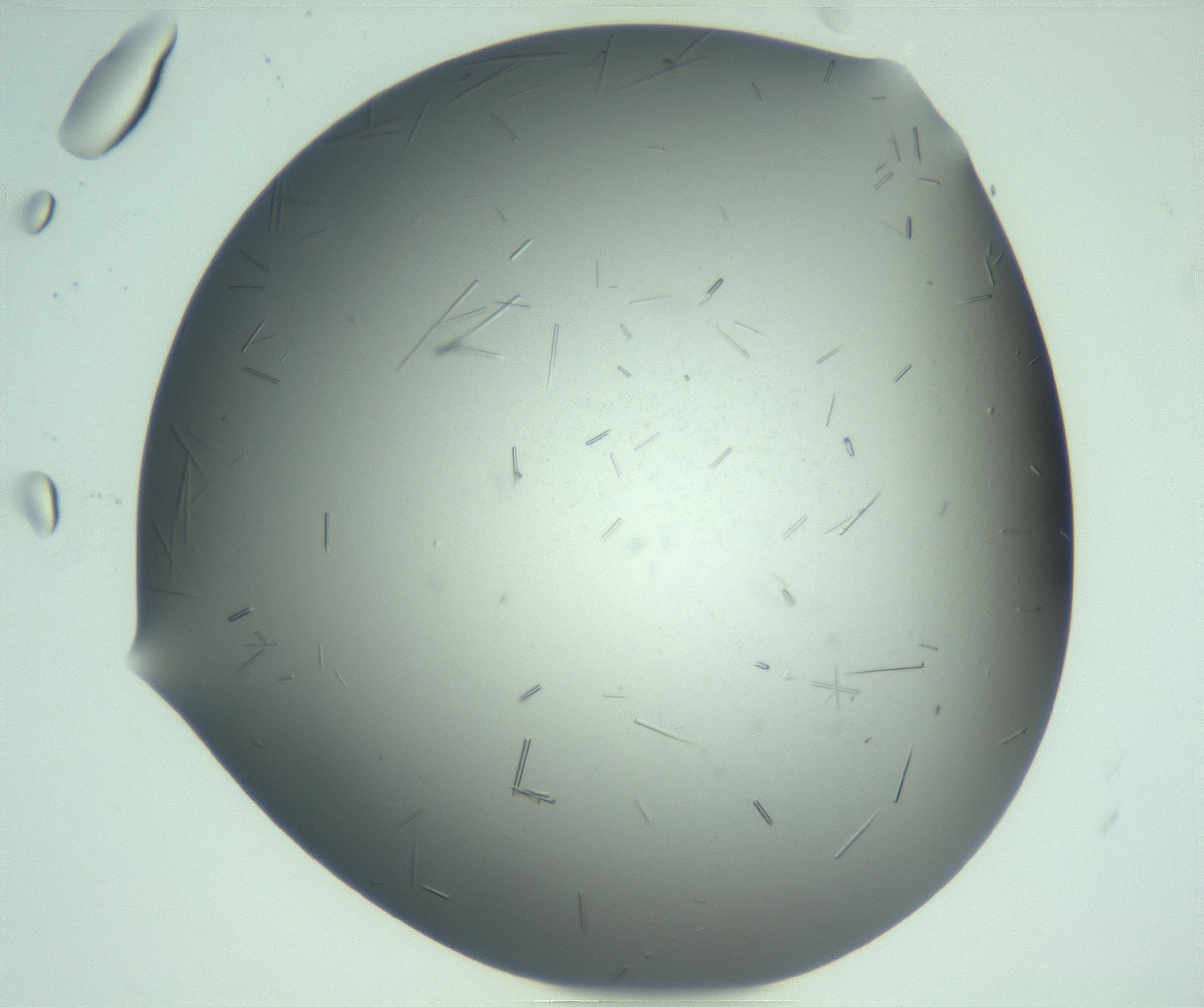 RI01_03_000_0212_Proj1_Clon1_MC_0000MC103280_003_170217_11_05_02_00_99_002_001_RAI.jpg