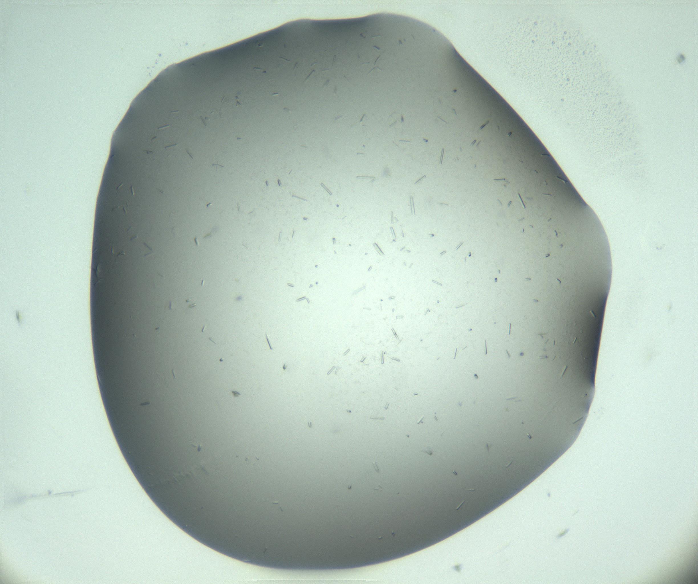 RI01_03_000_0212_Proj1_Clon1_MC_0000MC103280_003_170217_11_06_01_00_99_002_001_RAI.jpg
