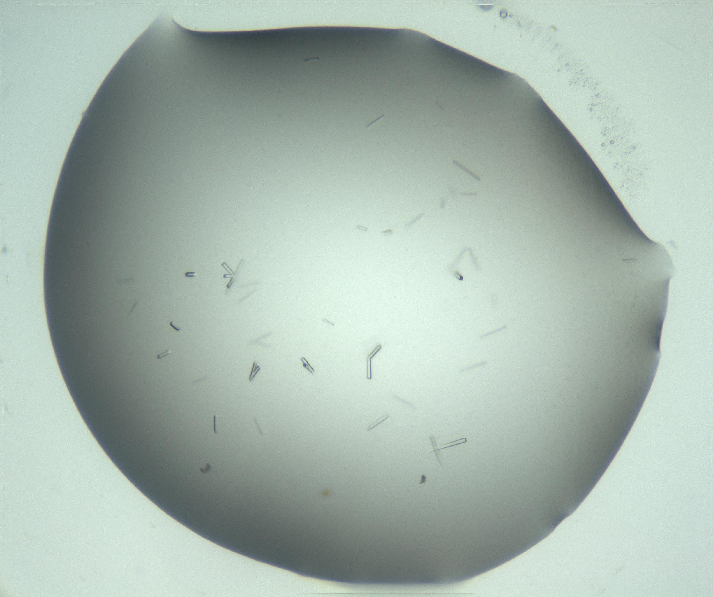 RI01_03_000_0212_Proj1_Clon1_MC_0000MC103280_003_170217_11_06_02_00_99_002_001_RAI.jpg