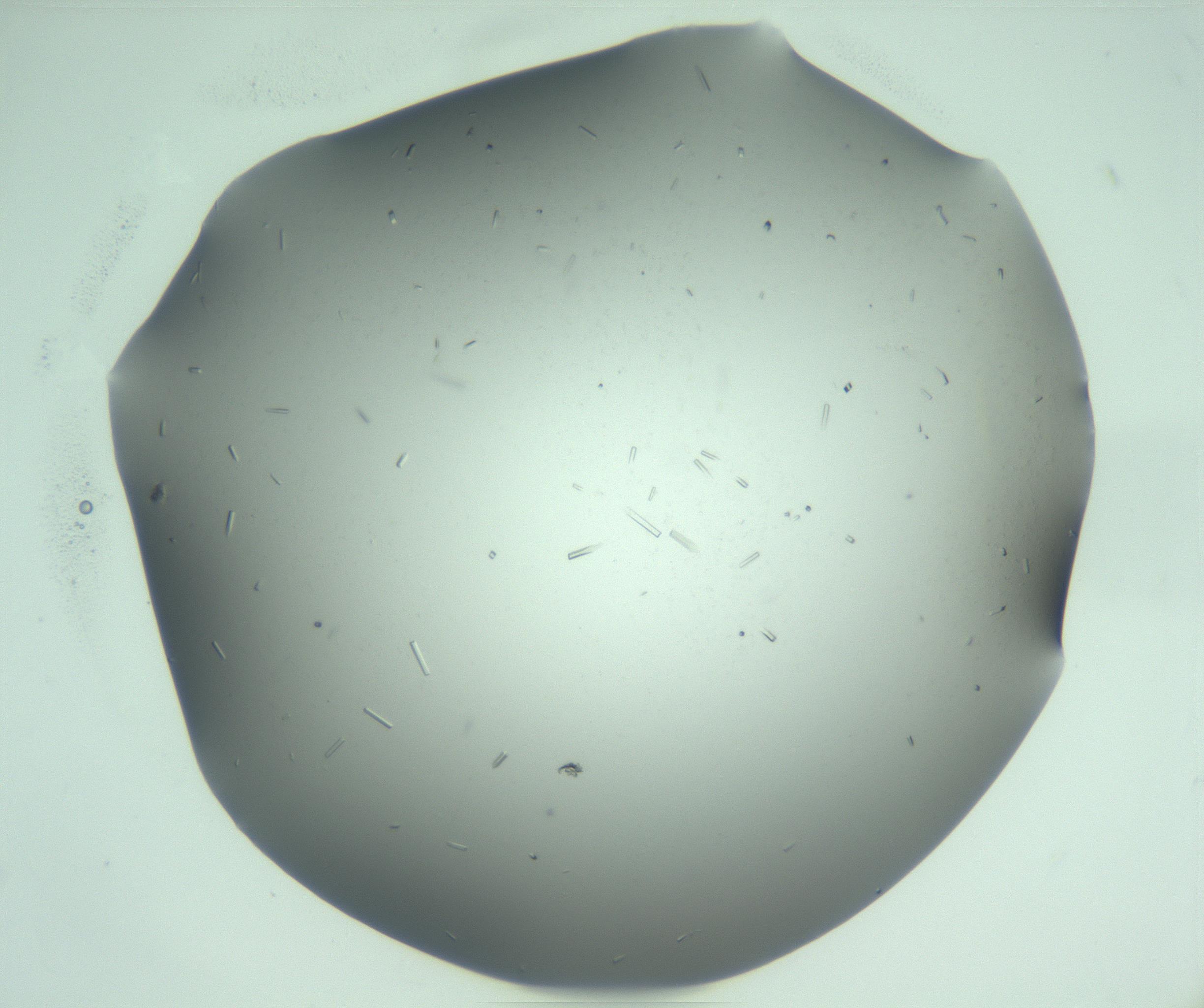 RI01_03_000_0212_Proj1_Clon1_MC_0000MC103280_003_170217_11_07_01_00_99_002_001_RAI.jpg