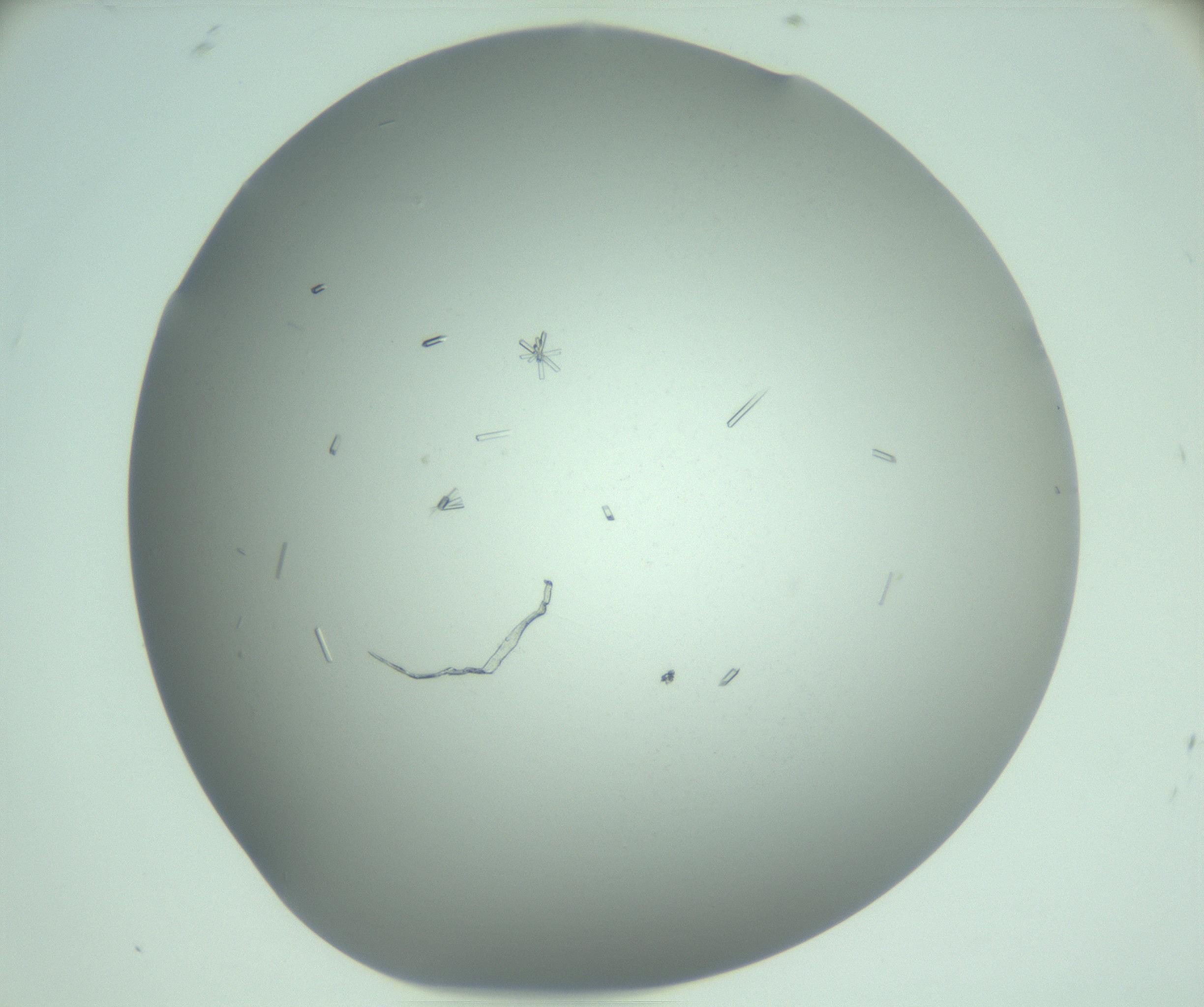 RI01_03_000_0212_Proj1_Clon1_MC_0000MC103280_003_170217_11_07_02_00_99_002_001_RAI.jpg