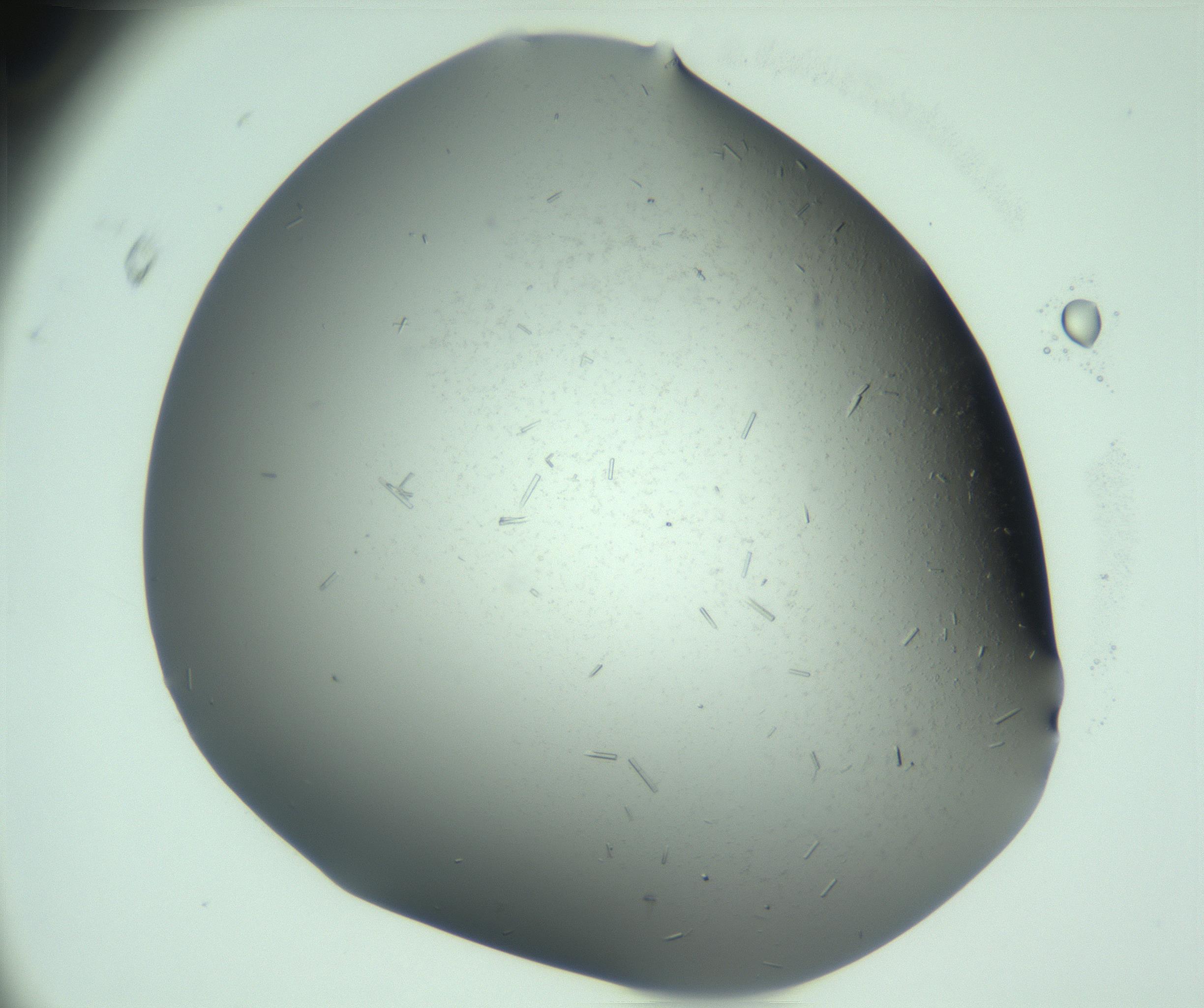 RI01_03_000_0212_Proj1_Clon1_MC_0000MC103280_003_170217_11_08_01_00_99_002_001_RAI.jpg