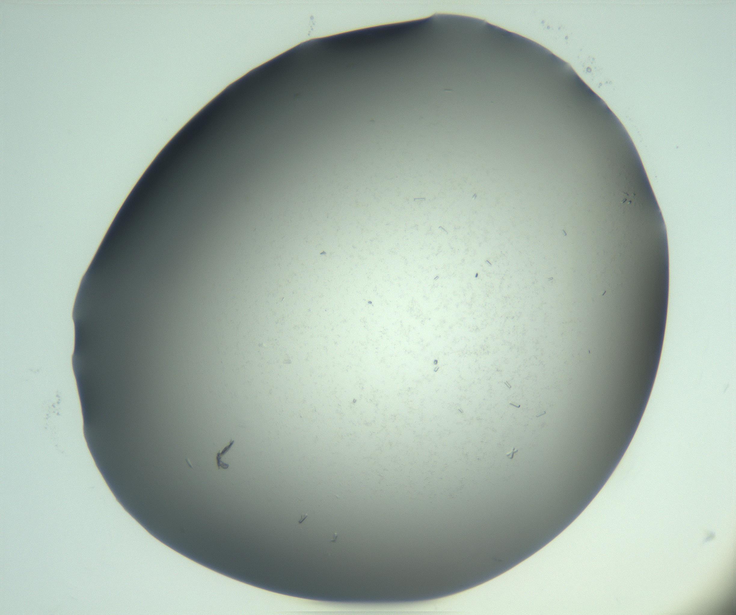 RI01_03_000_0212_Proj1_Clon1_MC_0000MC103280_003_170217_12_02_02_00_99_002_001_RAI.jpg