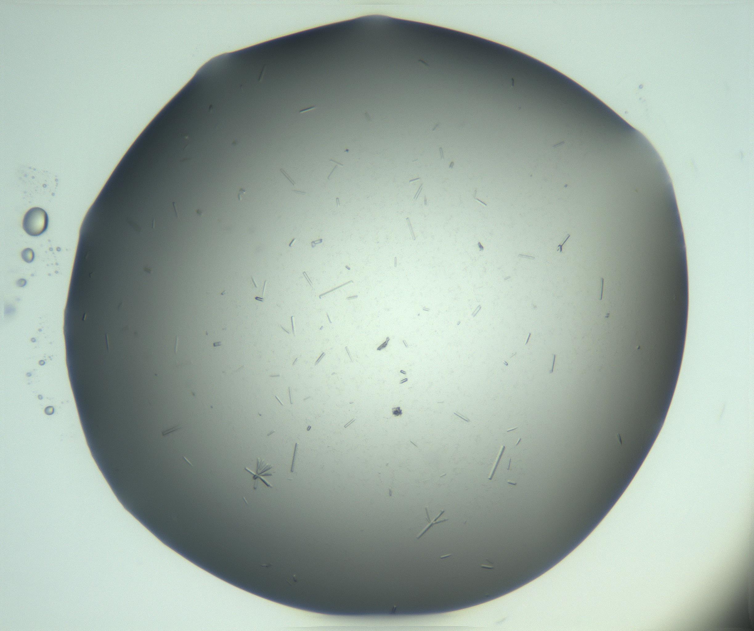 RI01_03_000_0212_Proj1_Clon1_MC_0000MC103280_003_170217_12_04_02_00_99_002_001_RAI.jpg