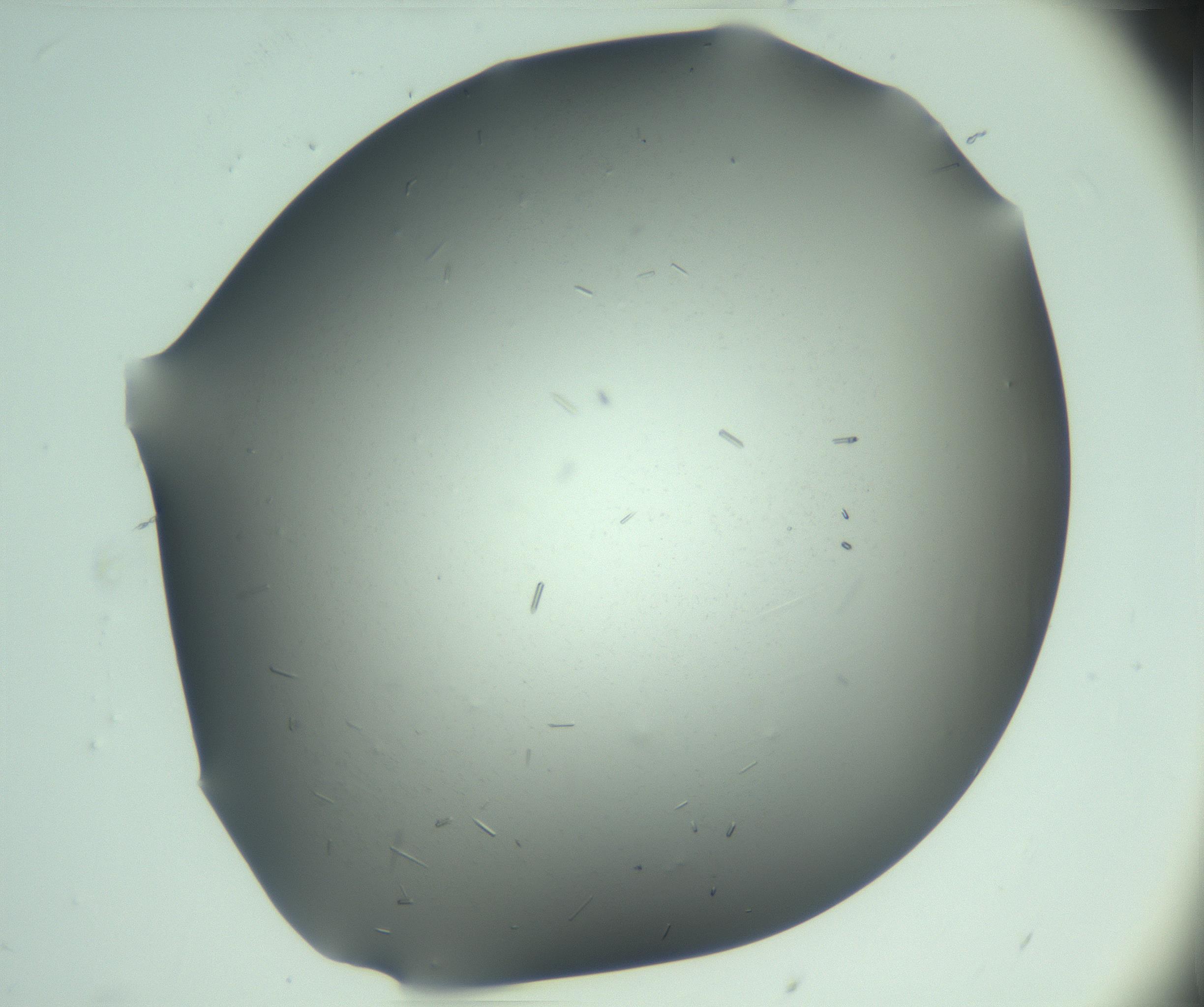 RI01_03_000_0212_Proj1_Clon1_MC_0000MC103280_003_170217_12_05_01_00_99_002_001_RAI.jpg
