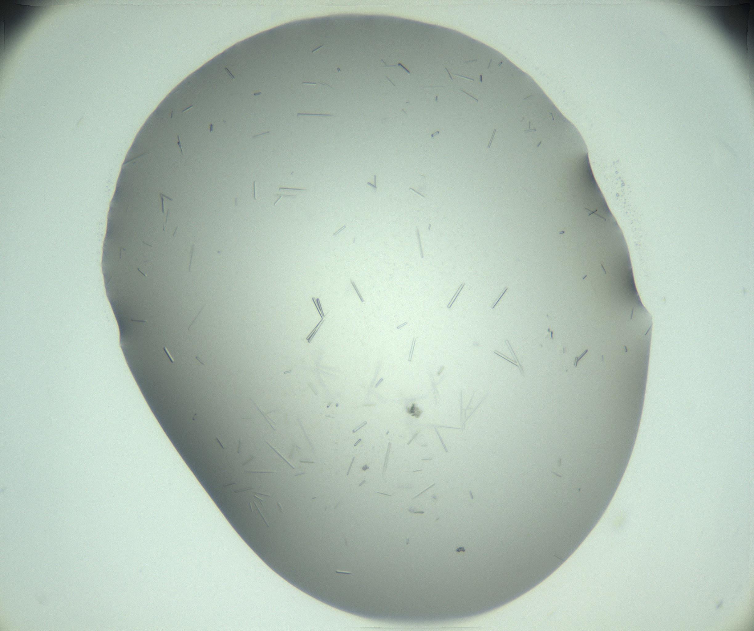 RI01_03_000_0212_Proj1_Clon1_MC_0000MC103280_003_170217_12_05_02_00_99_002_001_RAI.jpg