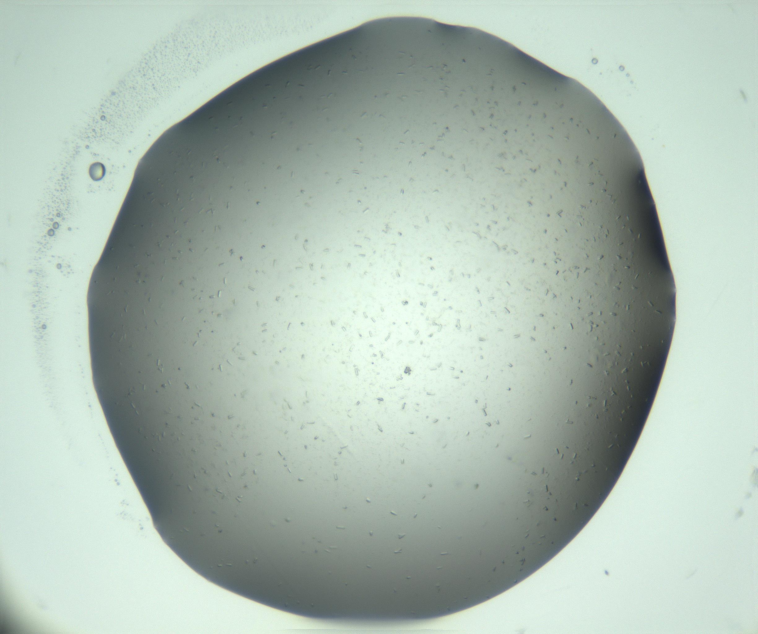 RI01_03_000_0212_Proj1_Clon1_MC_0000MC103280_003_170217_12_06_01_00_99_002_001_RAI.jpg
