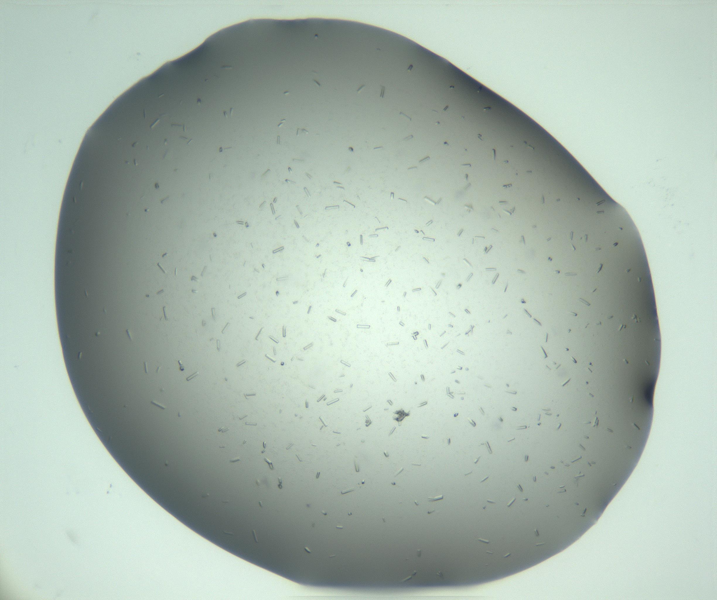 RI01_03_000_0212_Proj1_Clon1_MC_0000MC103280_003_170217_12_06_02_00_99_002_001_RAI.jpg