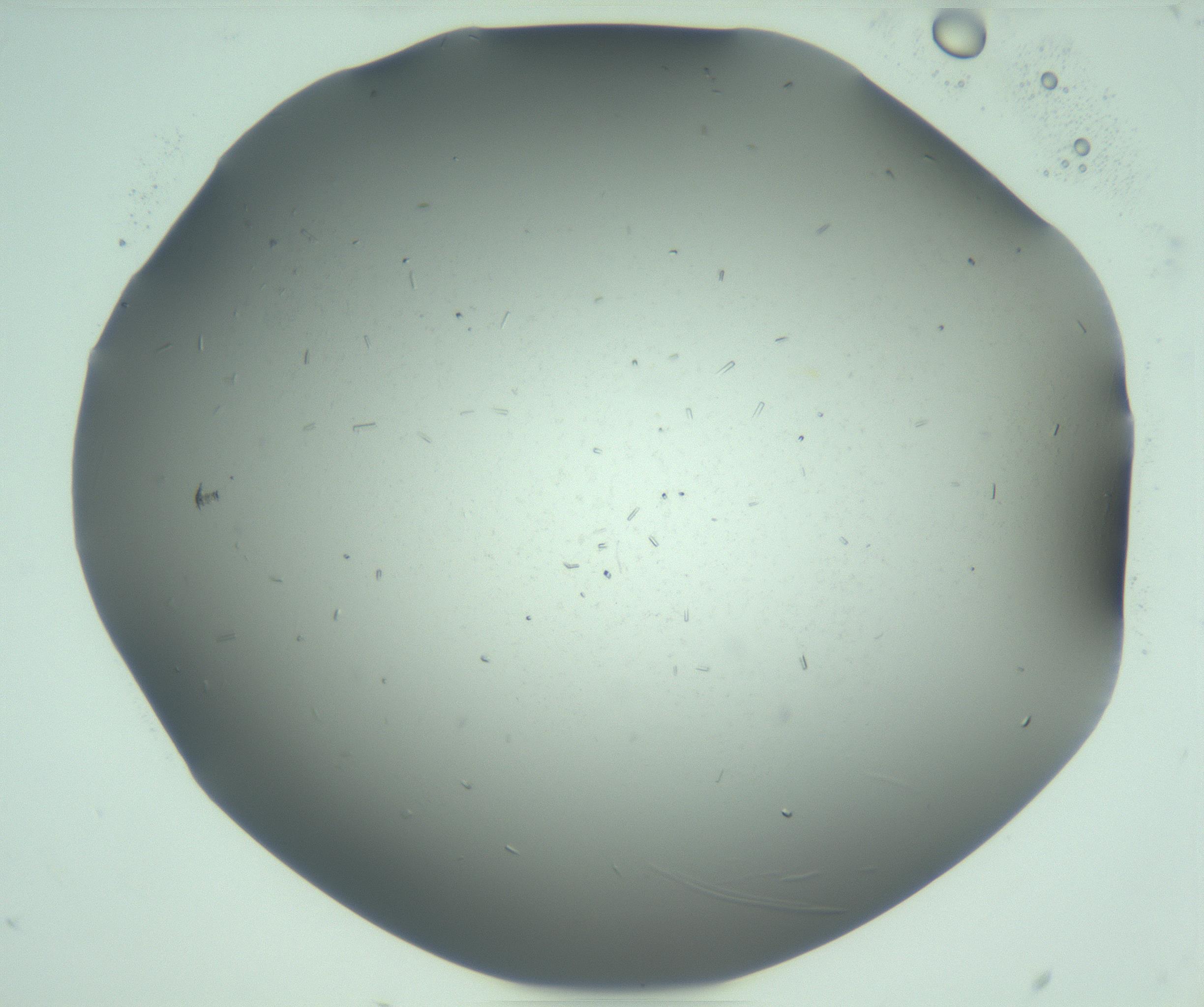 RI01_03_000_0212_Proj1_Clon1_MC_0000MC103280_003_170217_12_07_01_00_99_002_001_RAI.jpg